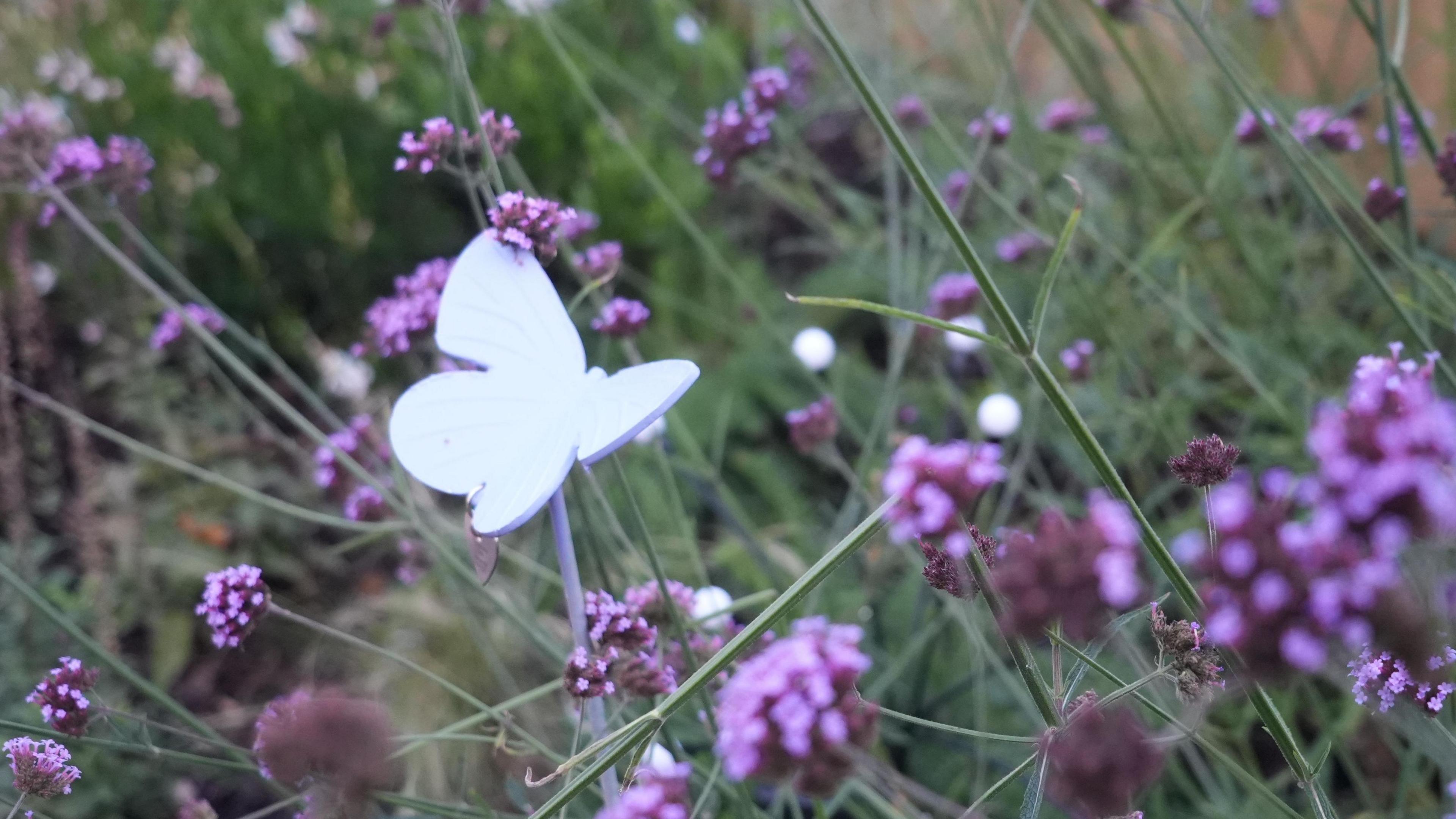 A metal butterfly in a garden in the middle of other purple lavender flowers and greenery. 