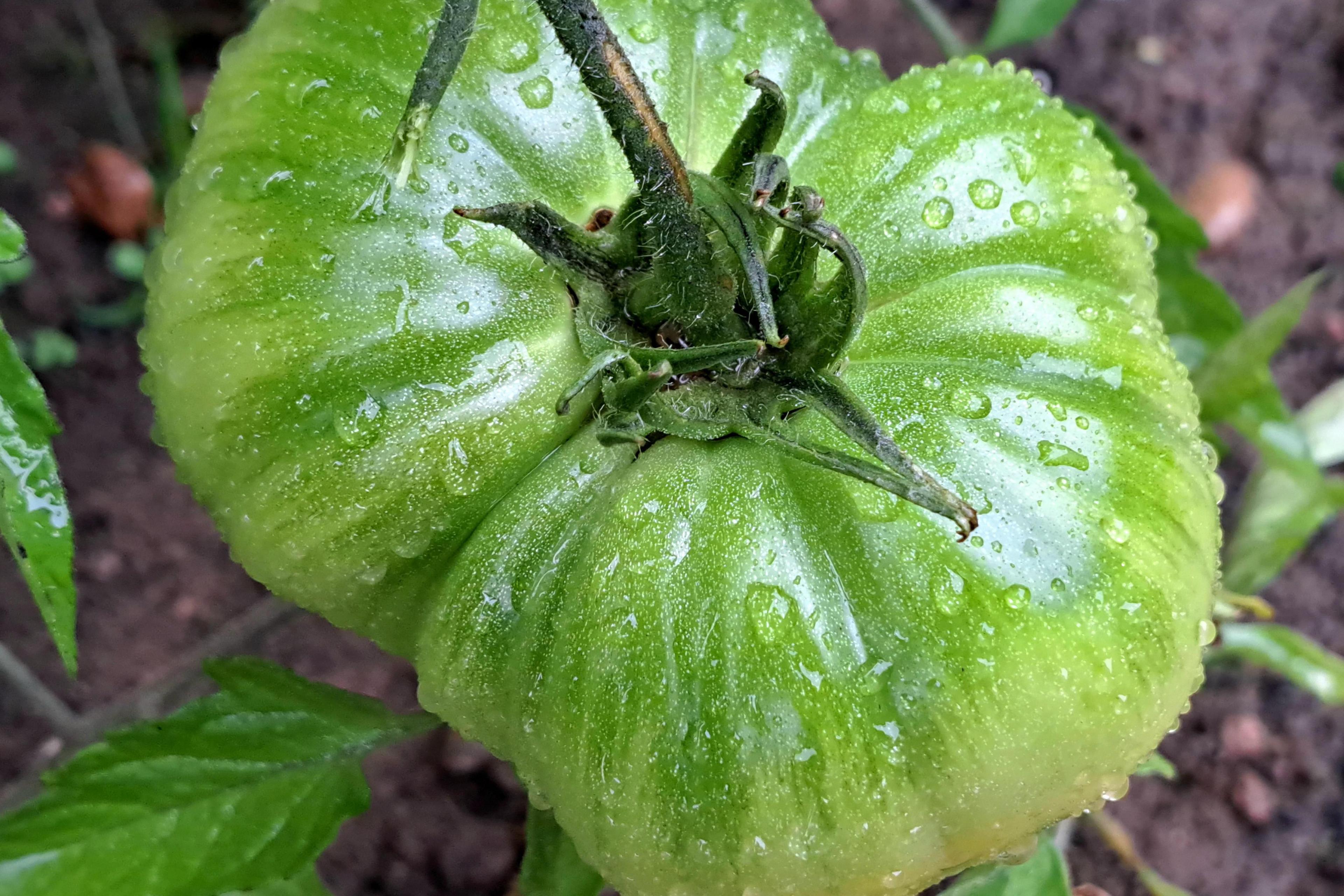 Close-up of a large green tomato still on its stem and covered in raindrops. The shot is taken from above with soil and plant leaves visible behind 