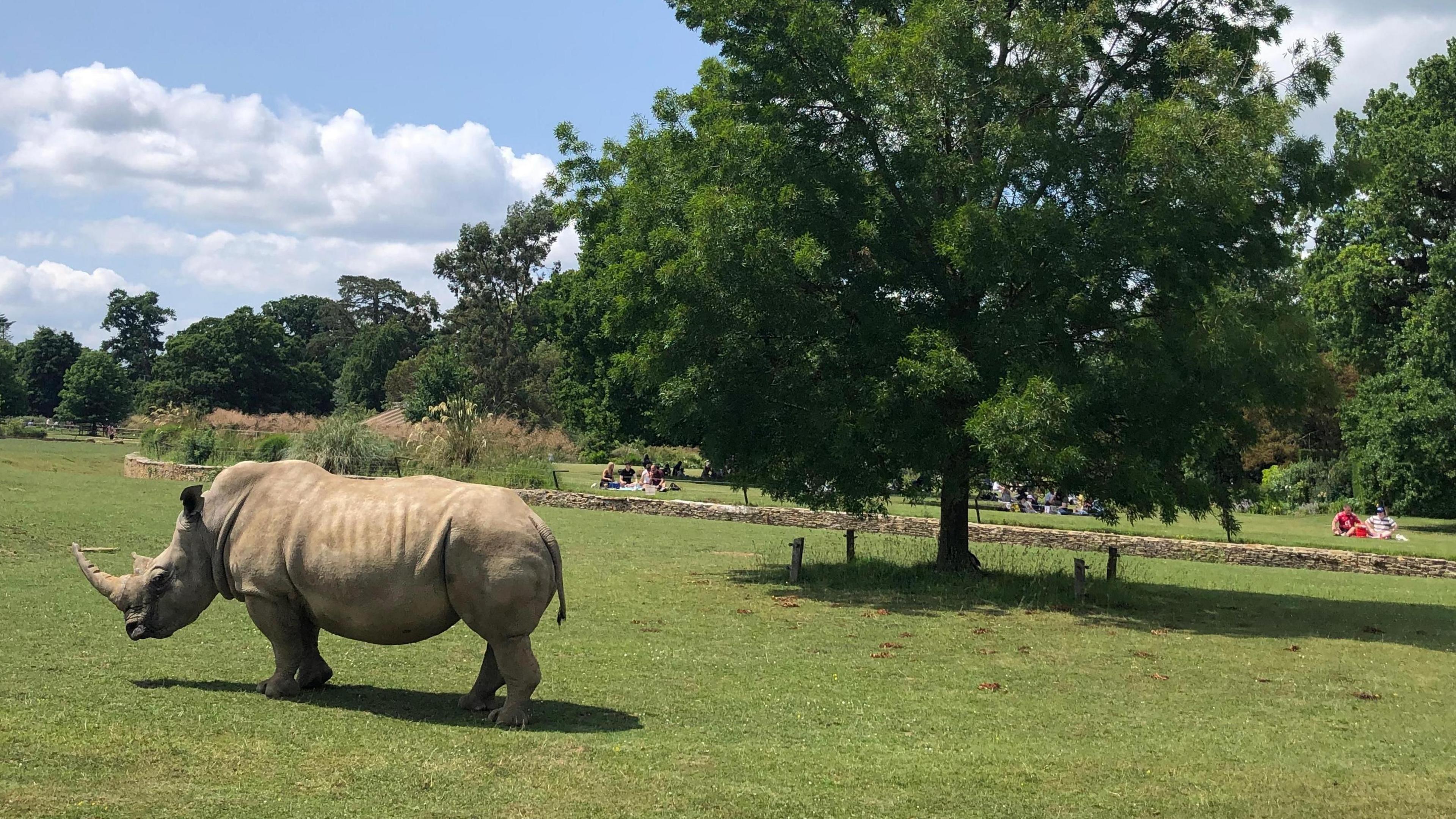 A rhino stands on grass beside a tree at a wildlife park. People can be seen on the other side of a small wall sitting watching. White fluffy clouds can be seen against the blue sky.