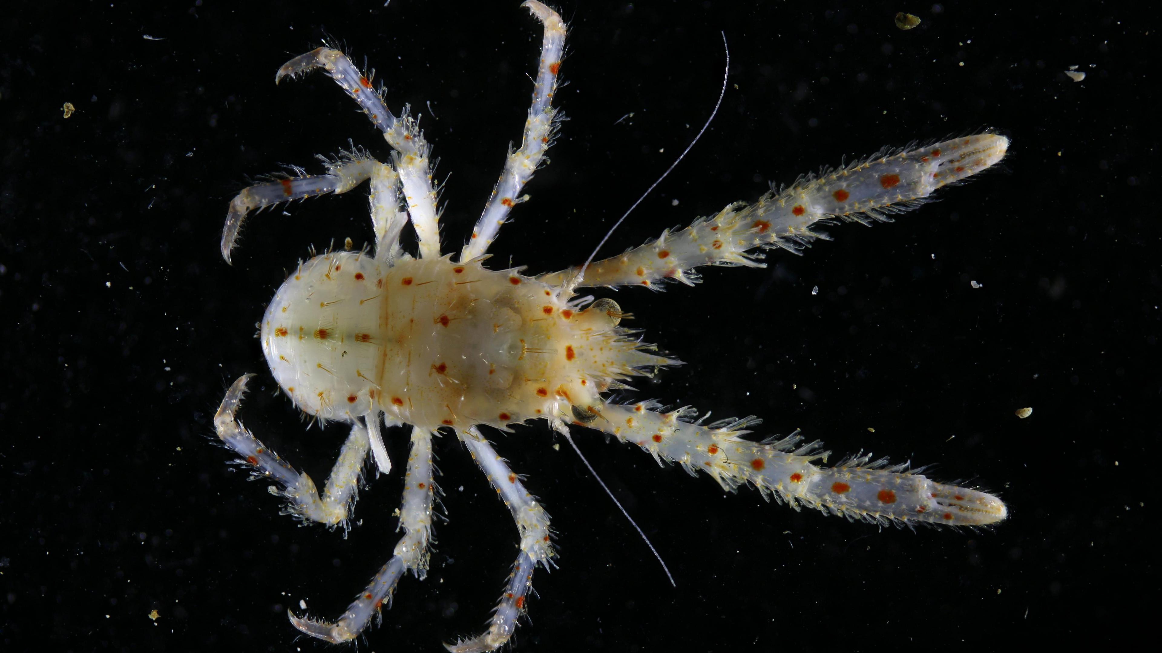 A white lobster with hairy legs and two large points off the back of the body