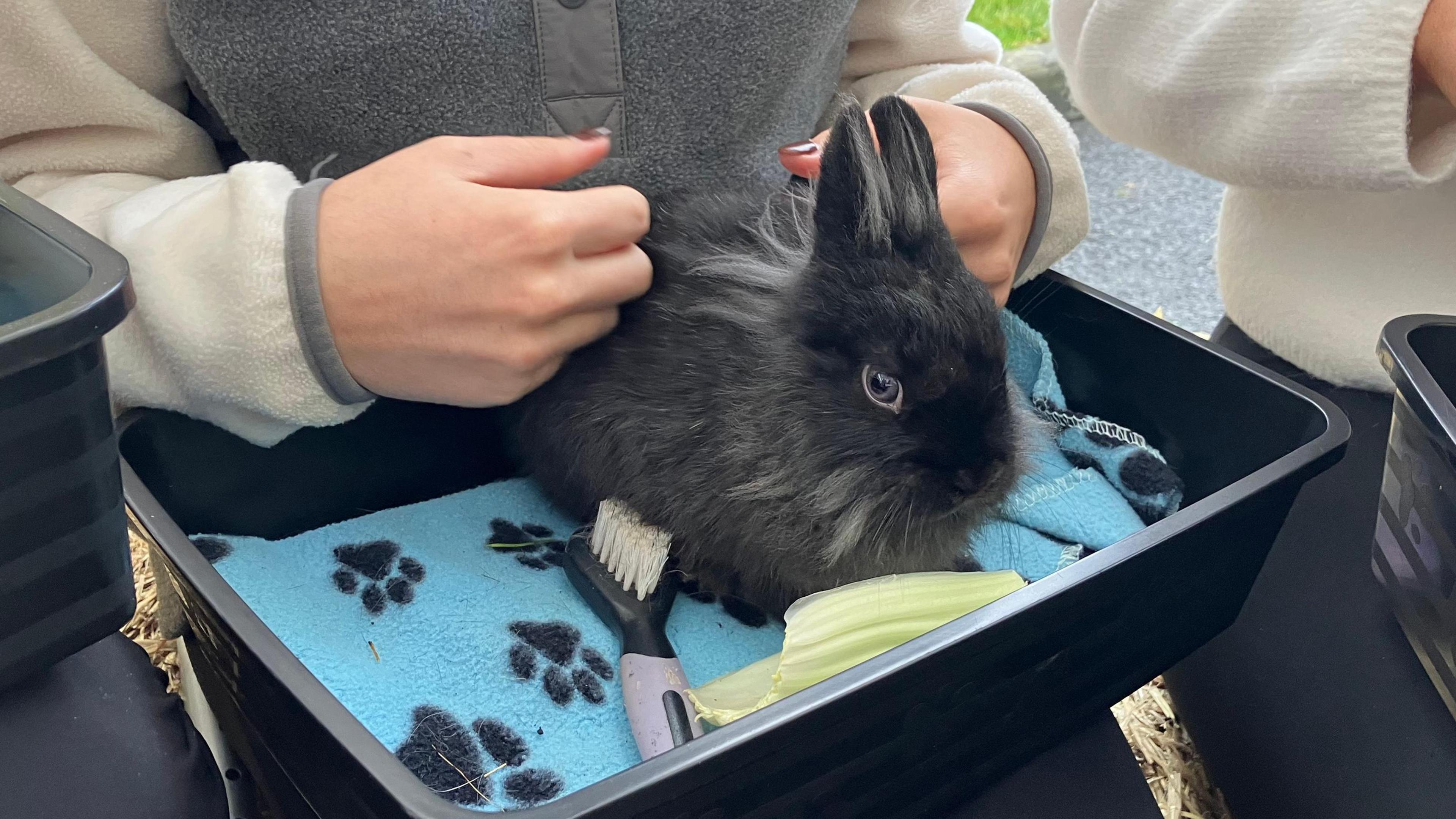 A black rabbit in a black open box. It is being petted by a sudent.