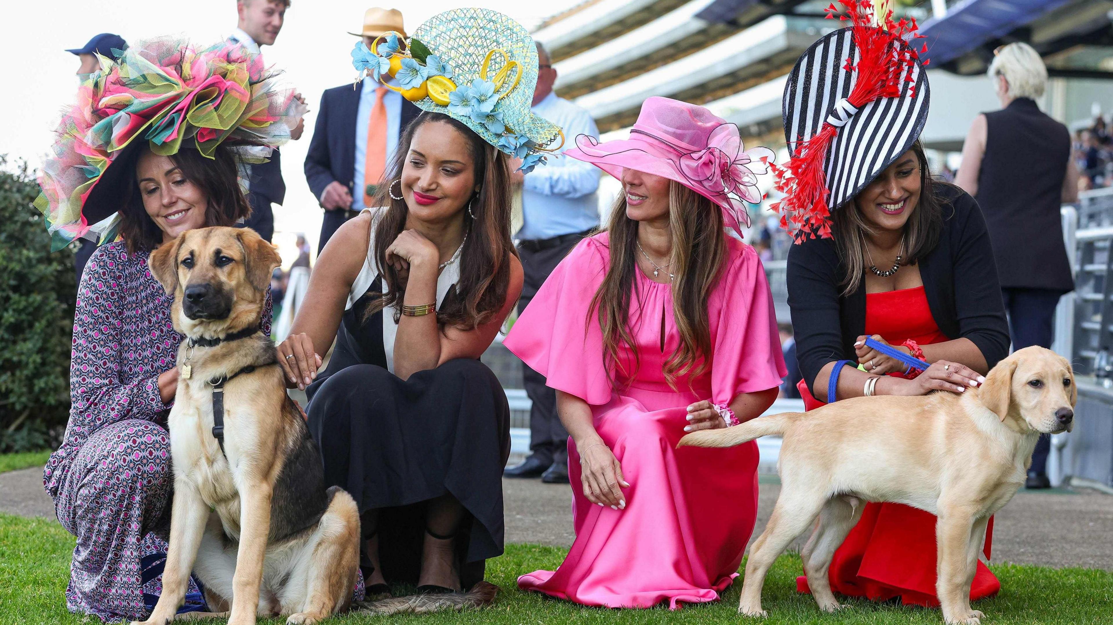 Four ladies bent down are wearing long colourful dress with big hats and fascinators are holdin leads for two dogs a german shepherd to the left and a labrador to the right.