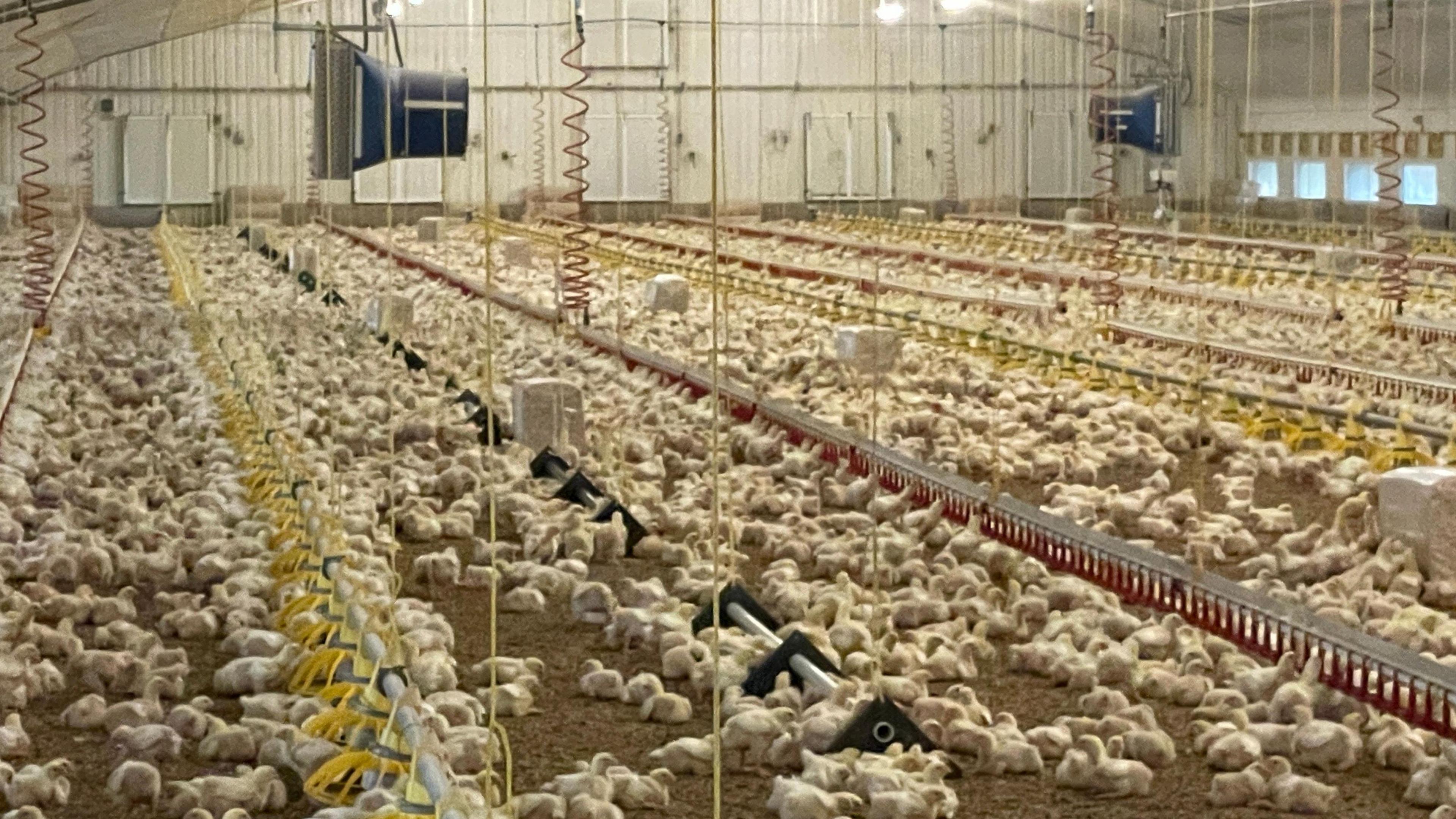 Chickens being produced in a large unit