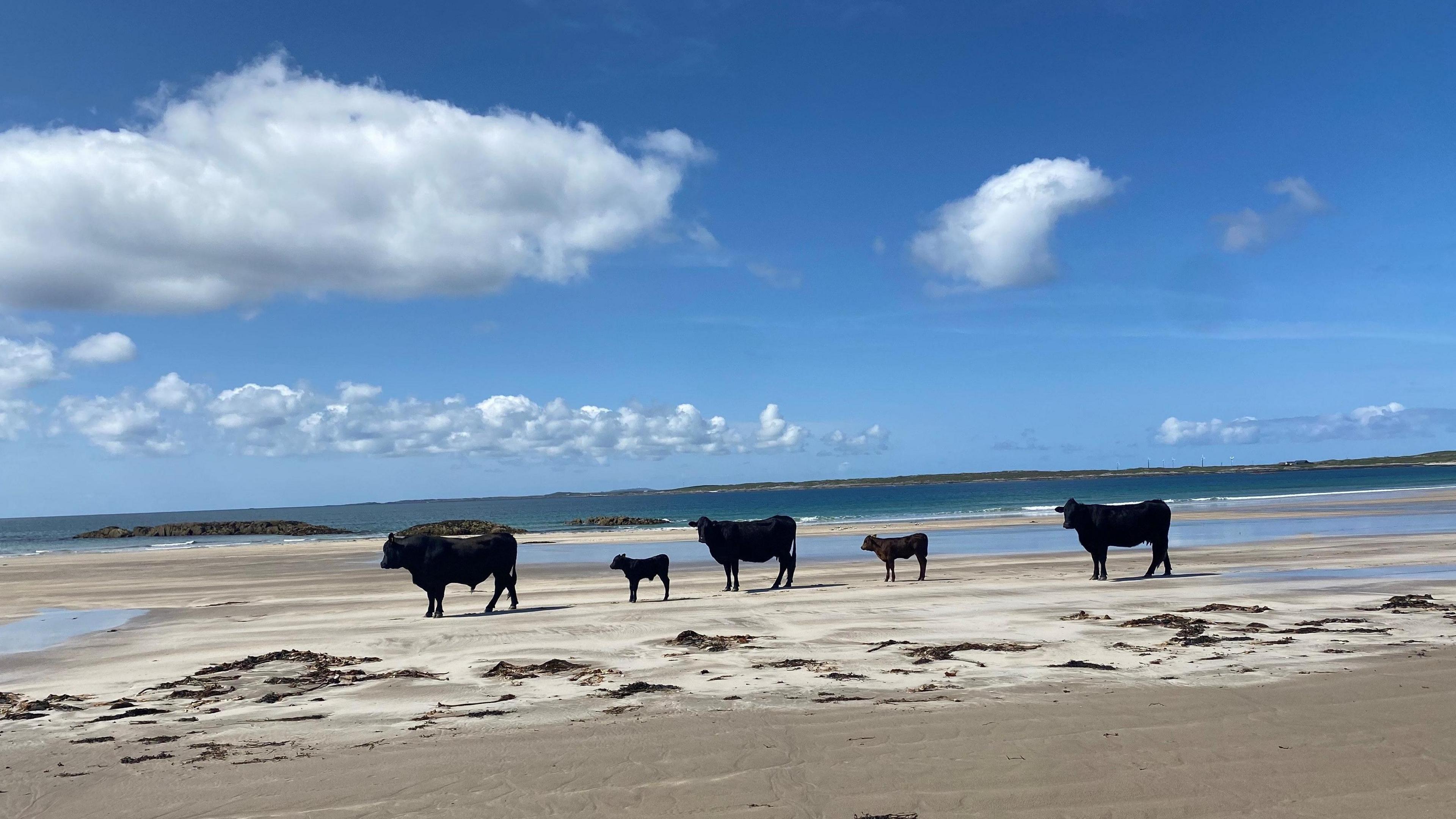 Three adults and two calves stand in a line on the beach. They are black cows.