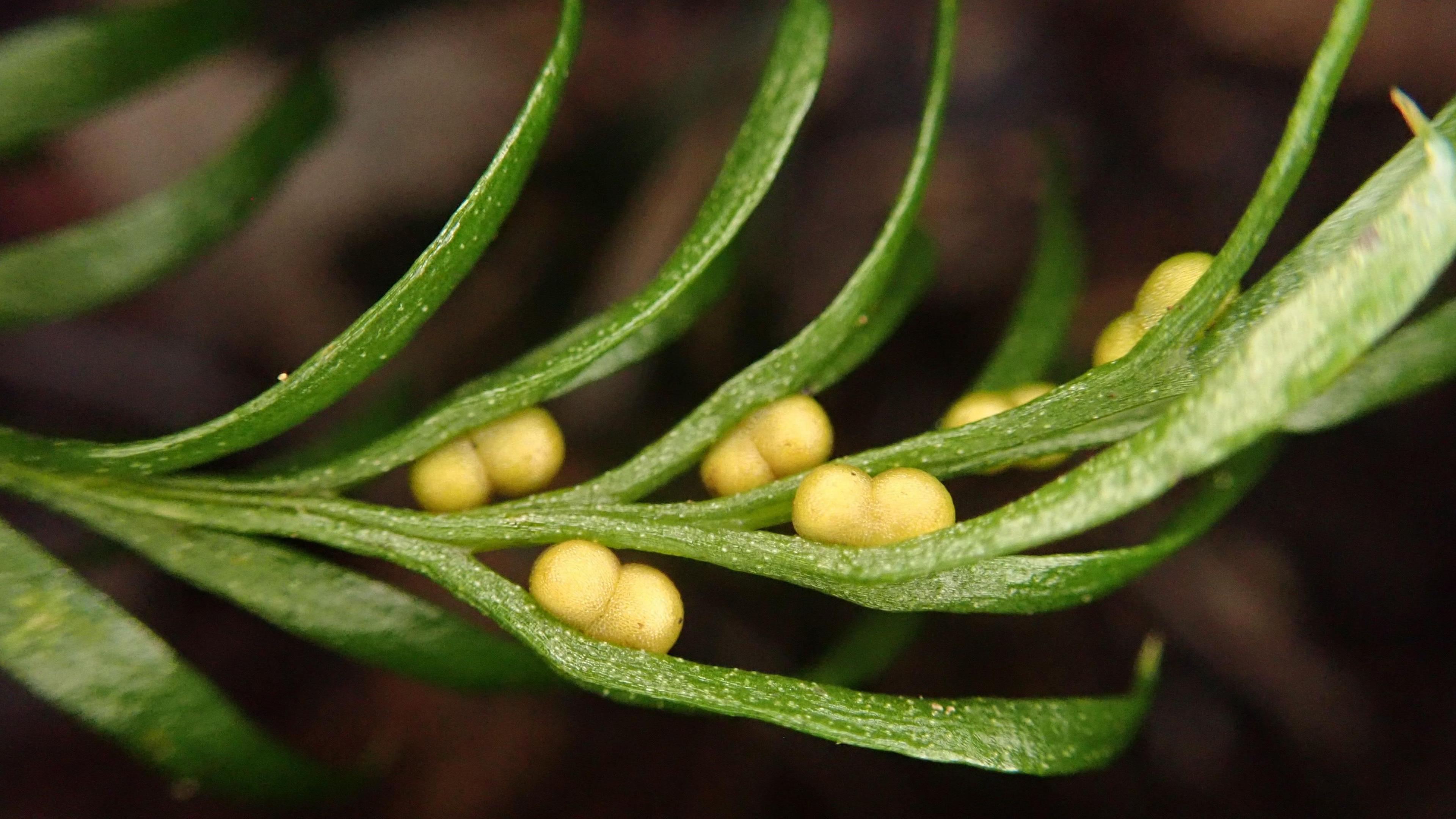 Fern from New Caledonia