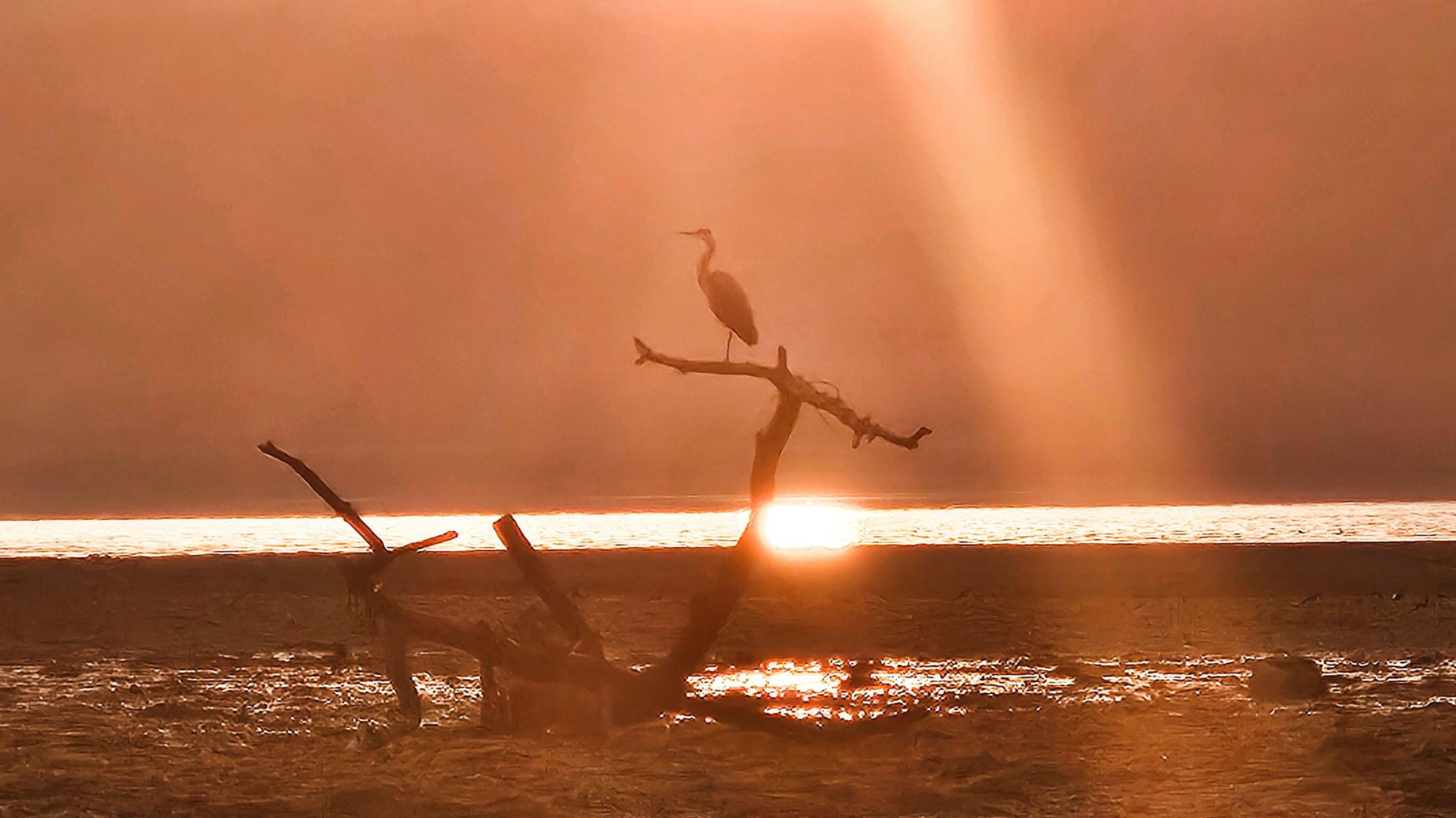 Orange tinted sunrise on a beach with driftwood sticking out of the sand and a heron perched on stop - all seen in silhouette