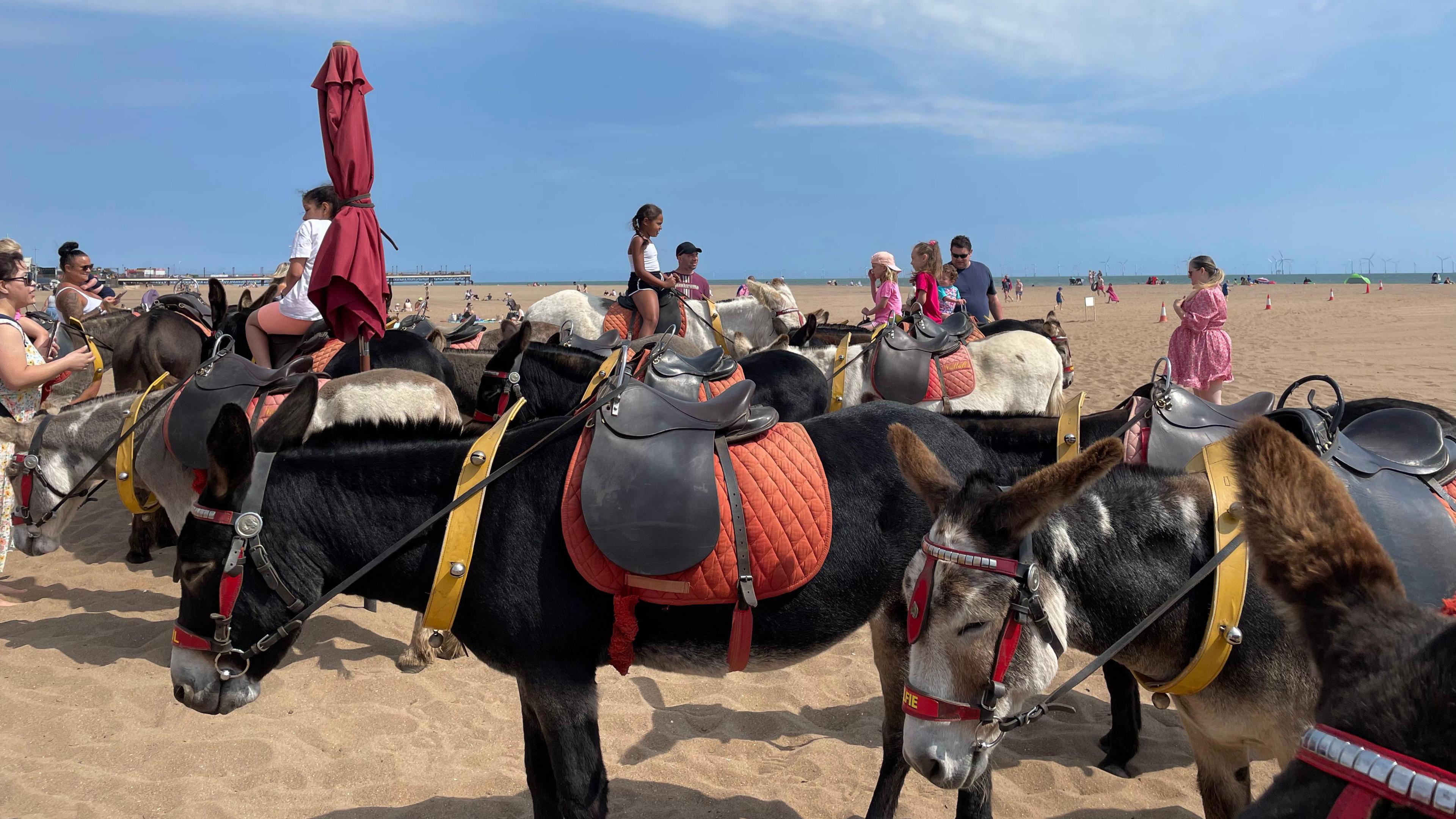 A line of seaside donkeys can be seen on Skegness beach, resting and waiting in the sun
