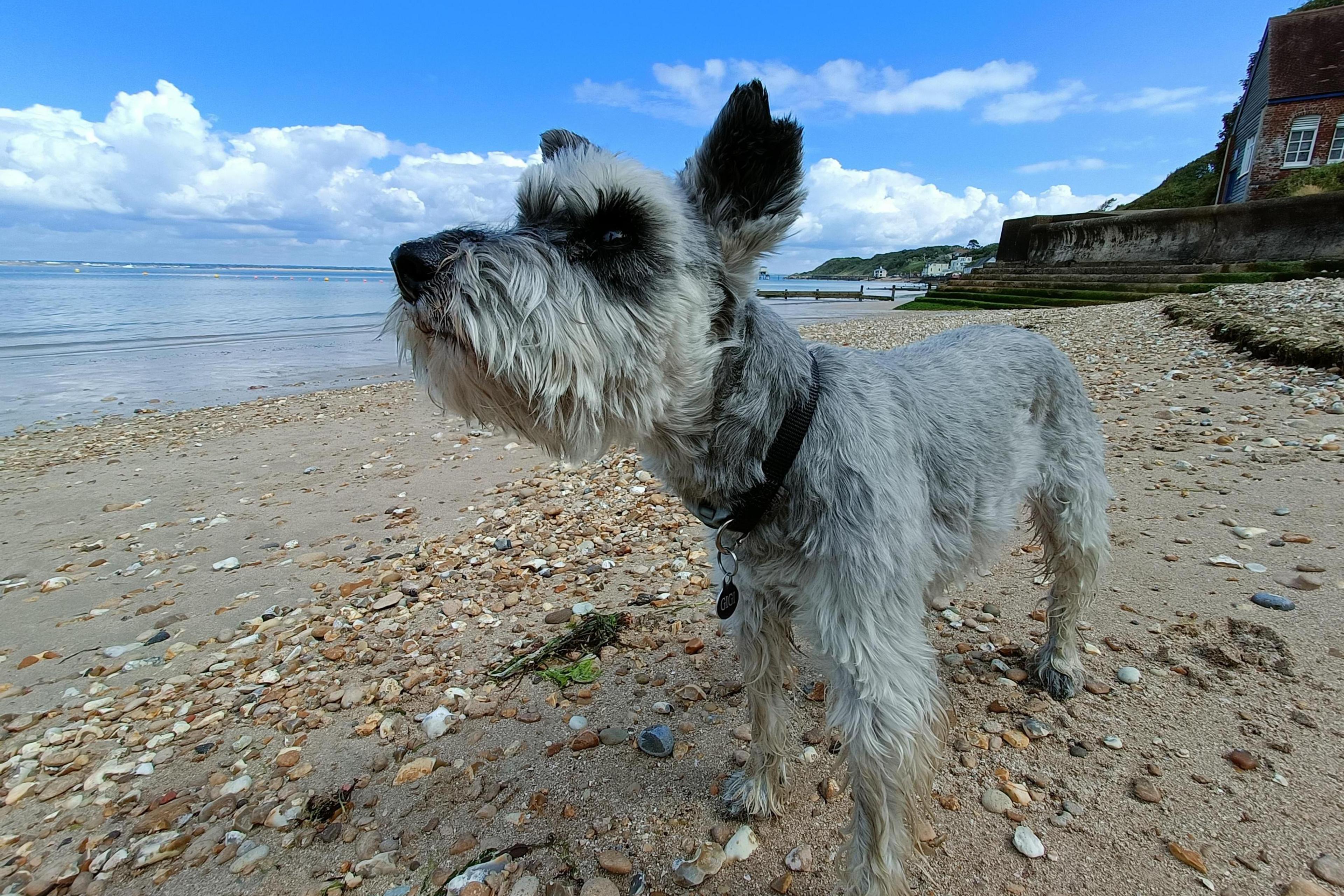 A miniature schnauzer stands on a beach with a building behind them and the sea to their right. The sky is blue with white clouds.
