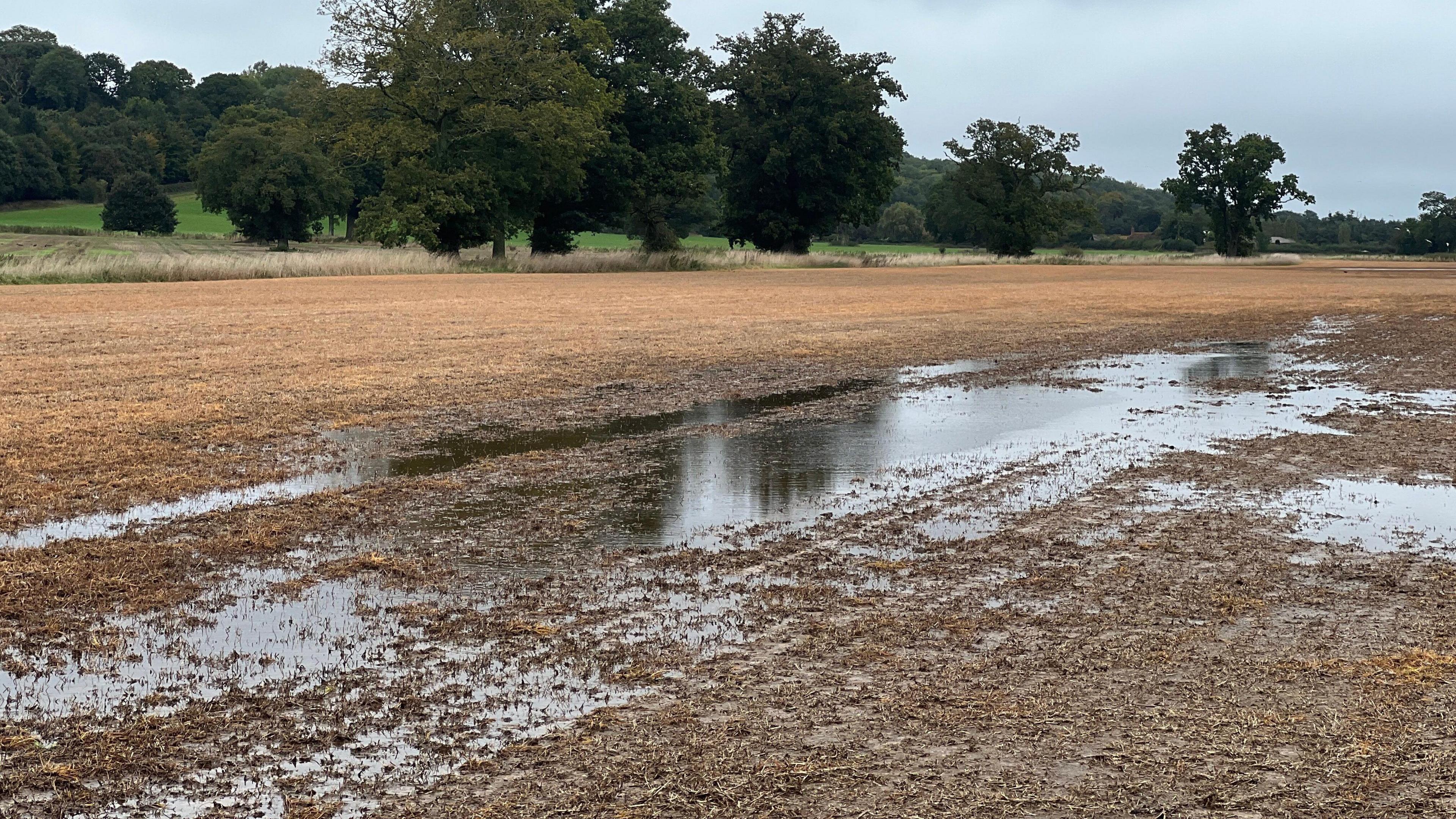 A field which is brown, with large puddles dotted across it, and one very large one in the middle. There are trees in the background.