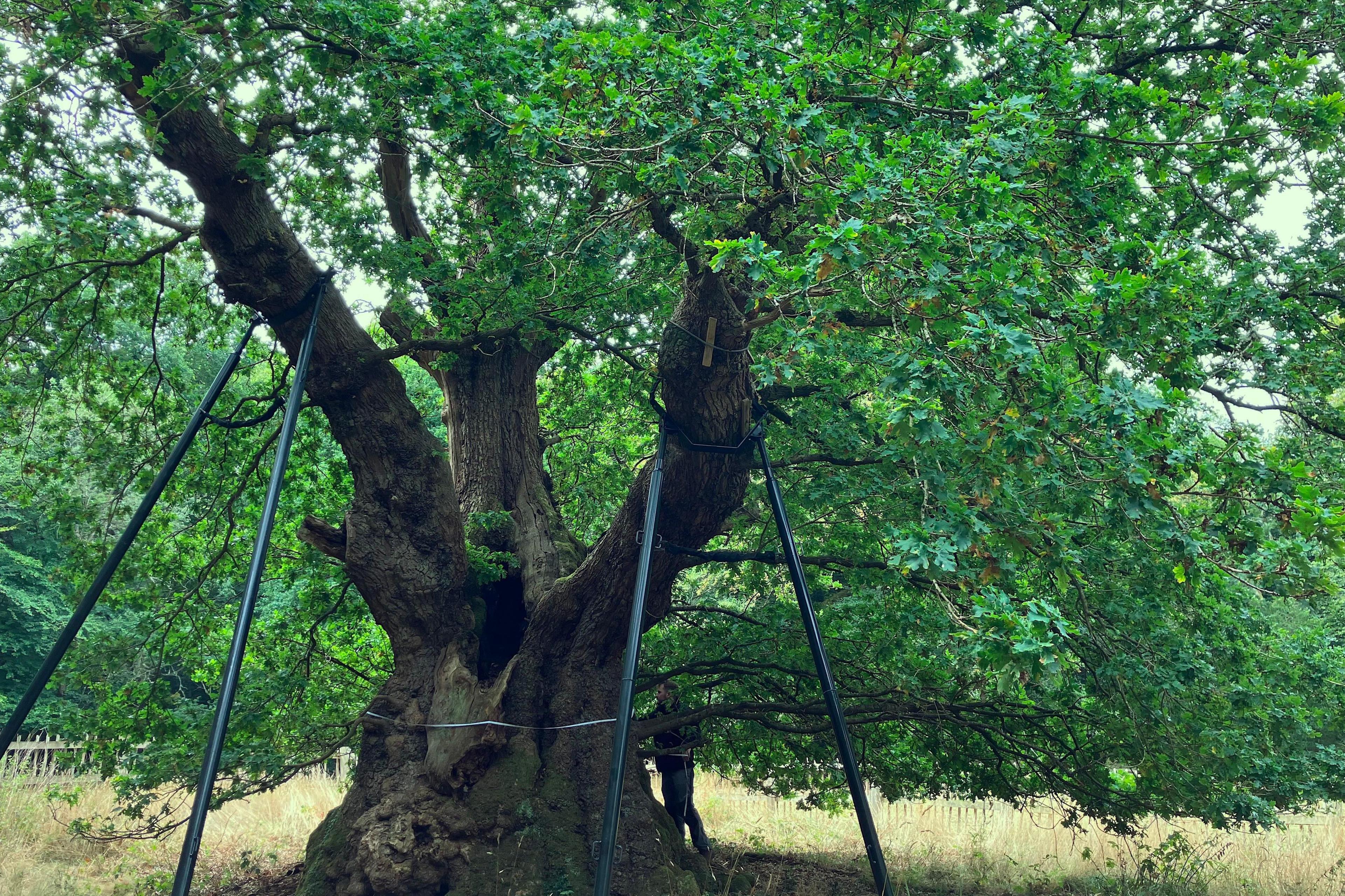 A large oak in a wood, its large branches propped up by supports. Leaves area burst of green on branches sweeping almost to the ground. The tree is surrounded by grassland and is protected by a wooden fence.