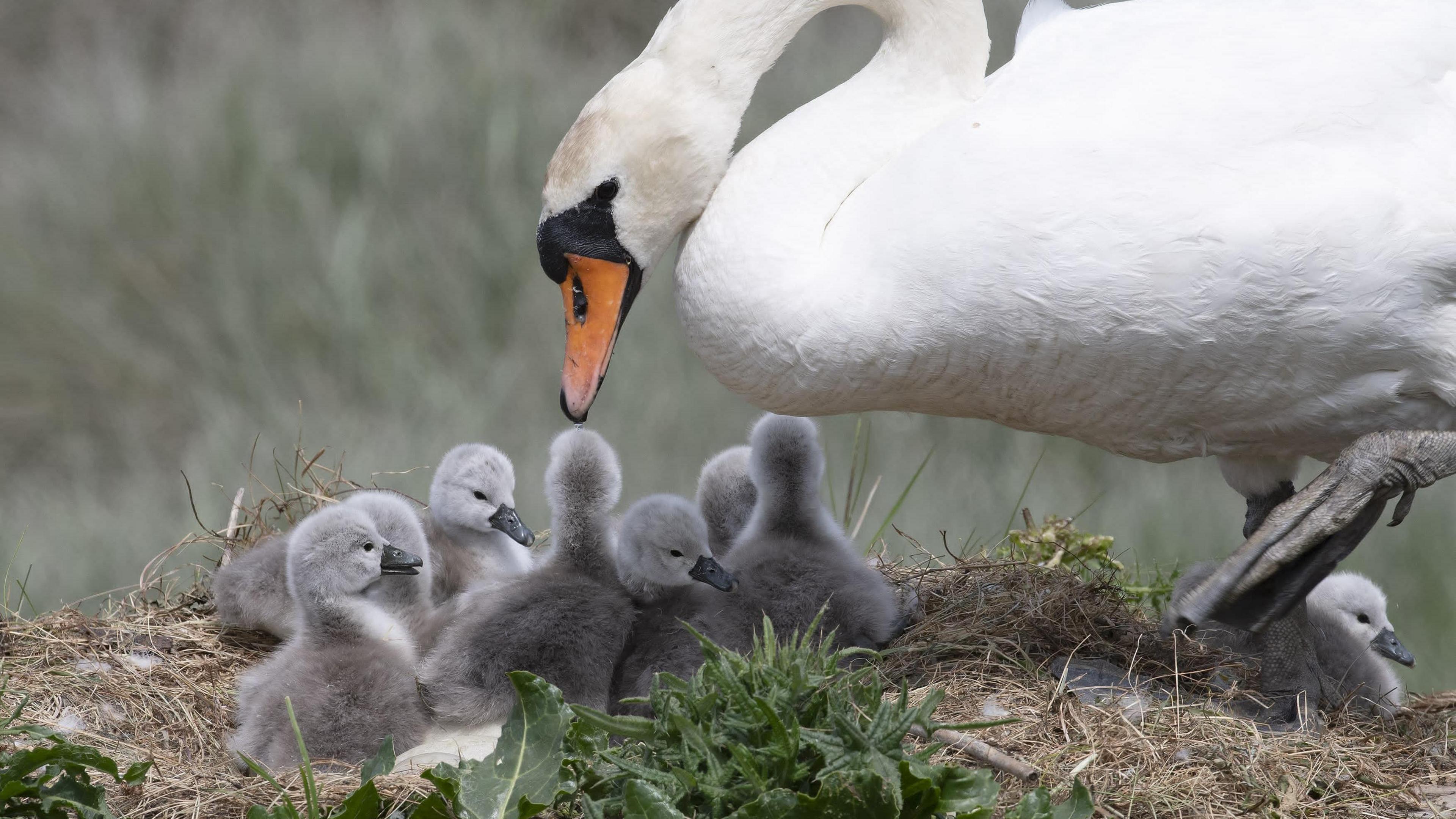 A swan looks at a clutch of seven cygnets on a grassy surface