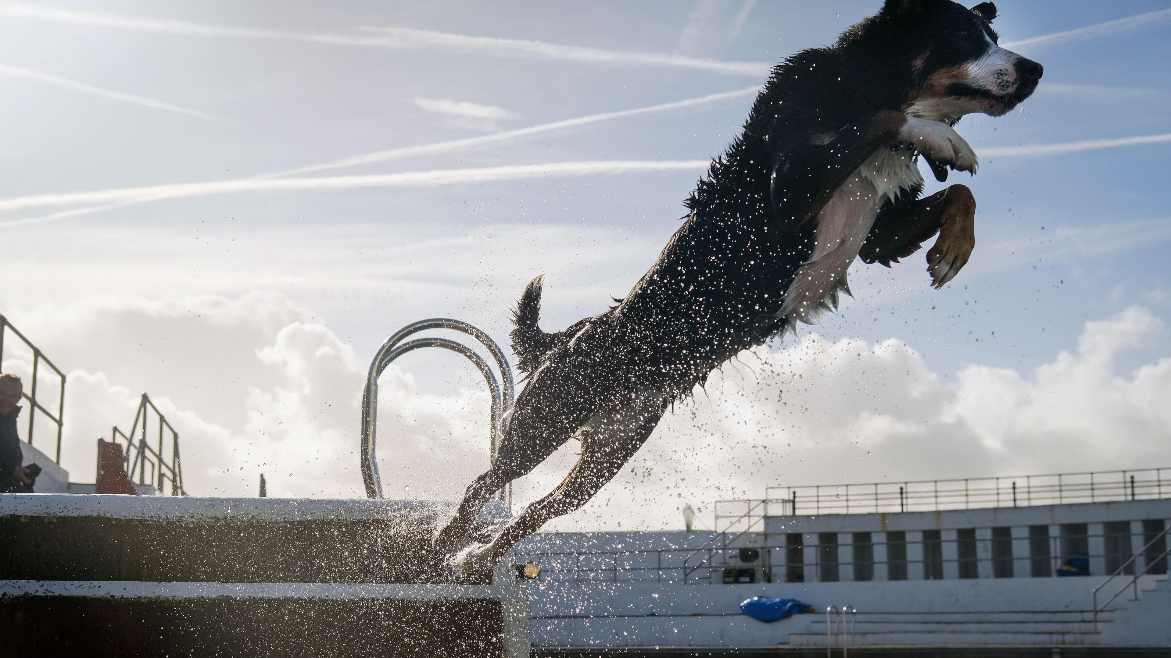 A black and white dog leaping into a swimming pool