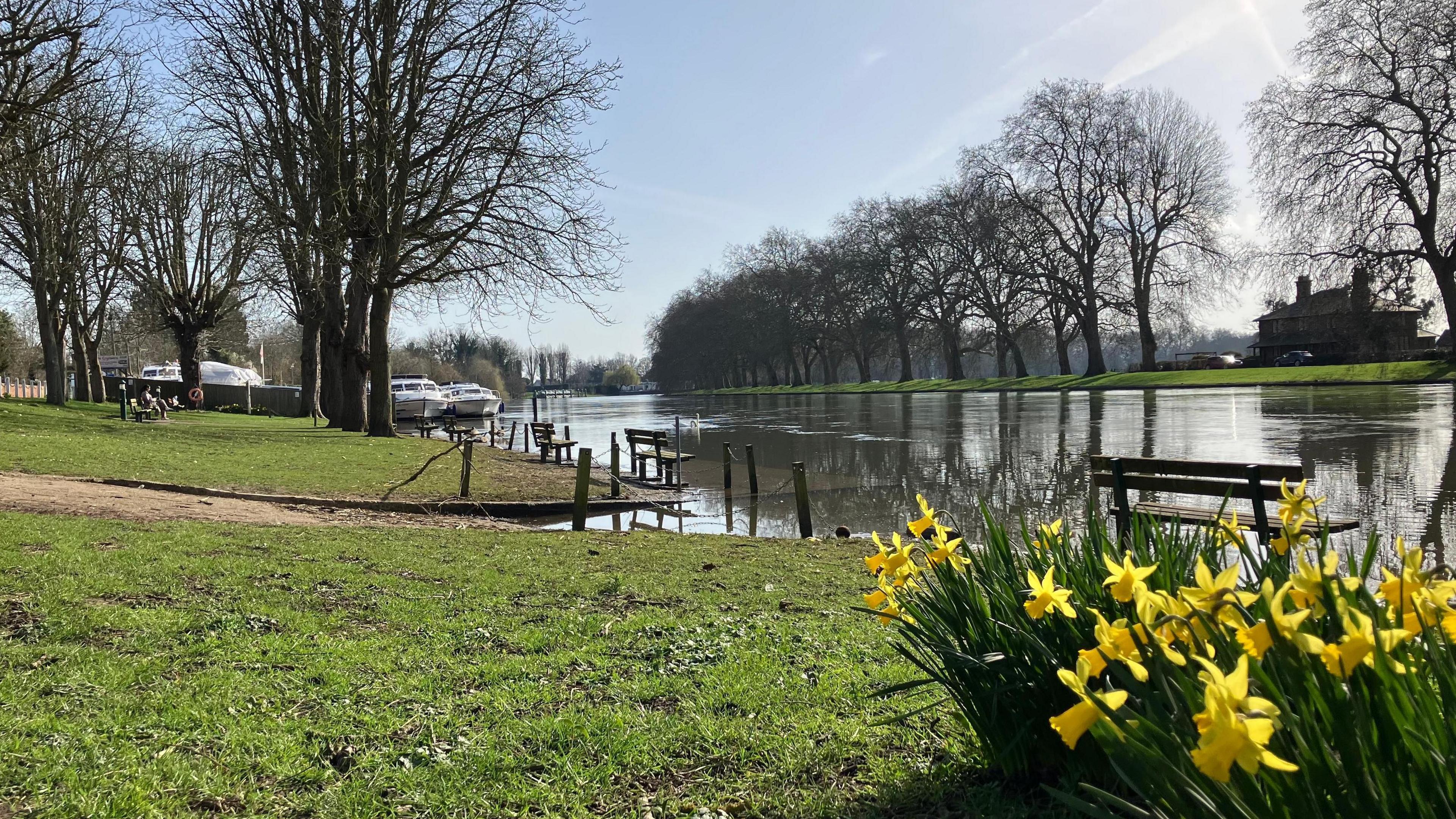 bright yellow daffodils in the foreground next to the bank of the River Thames which still looks like it's flowing quite high with lots of sunshine
