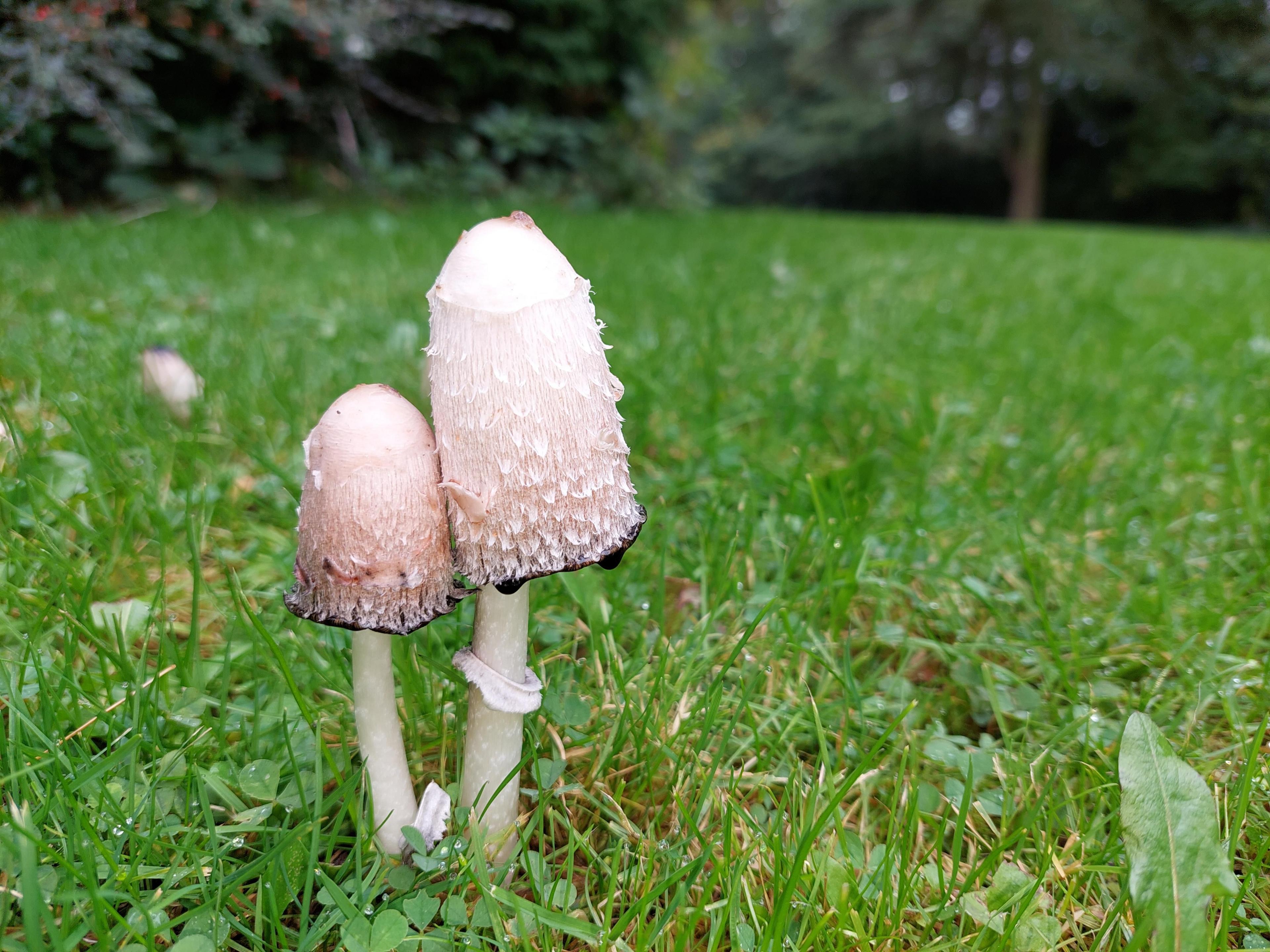 Two white inkcap mushrooms standing in grass. 