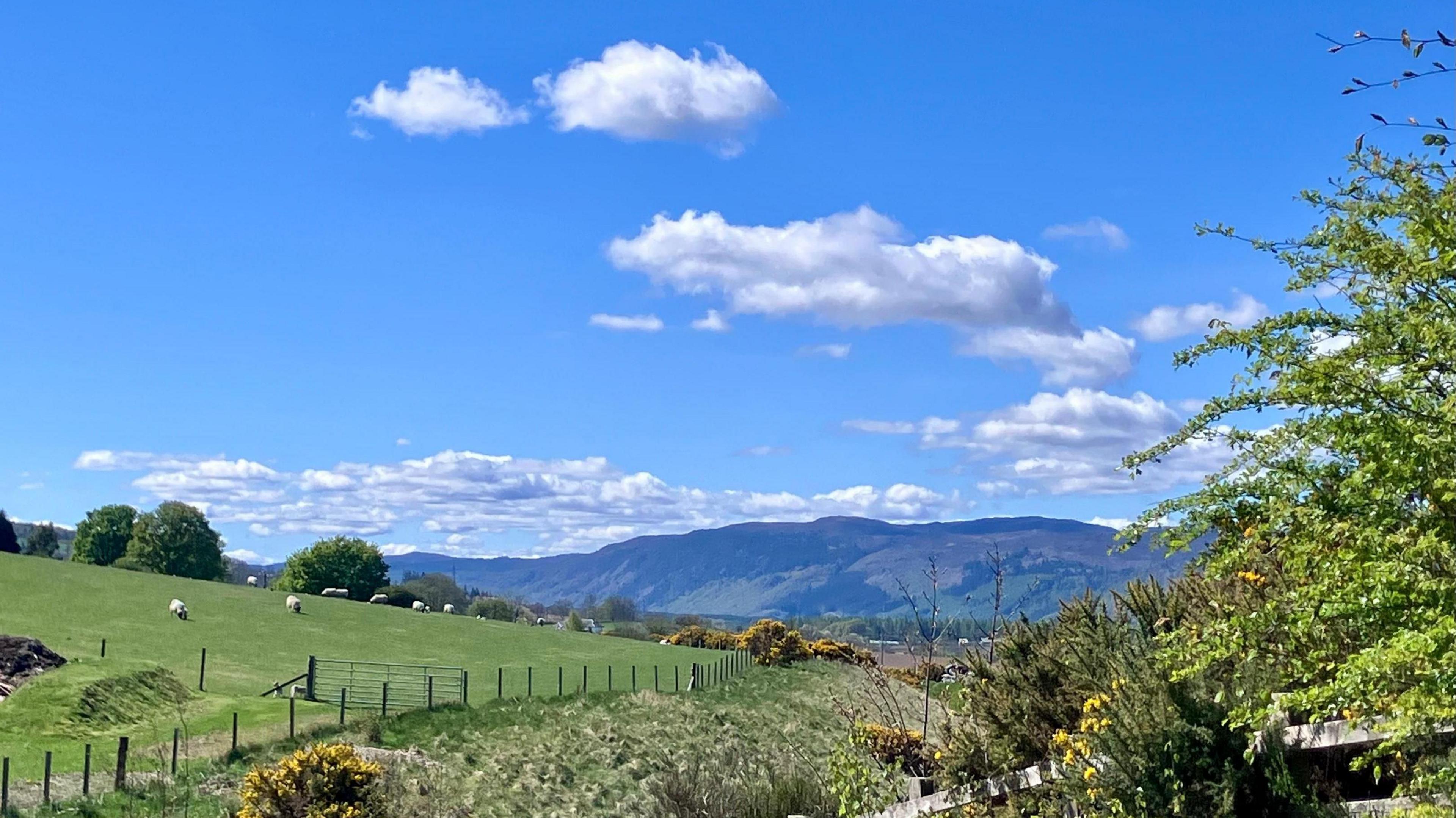 Rolling hills in the Highlands with sheep in the foreground and blue skies and sunshine