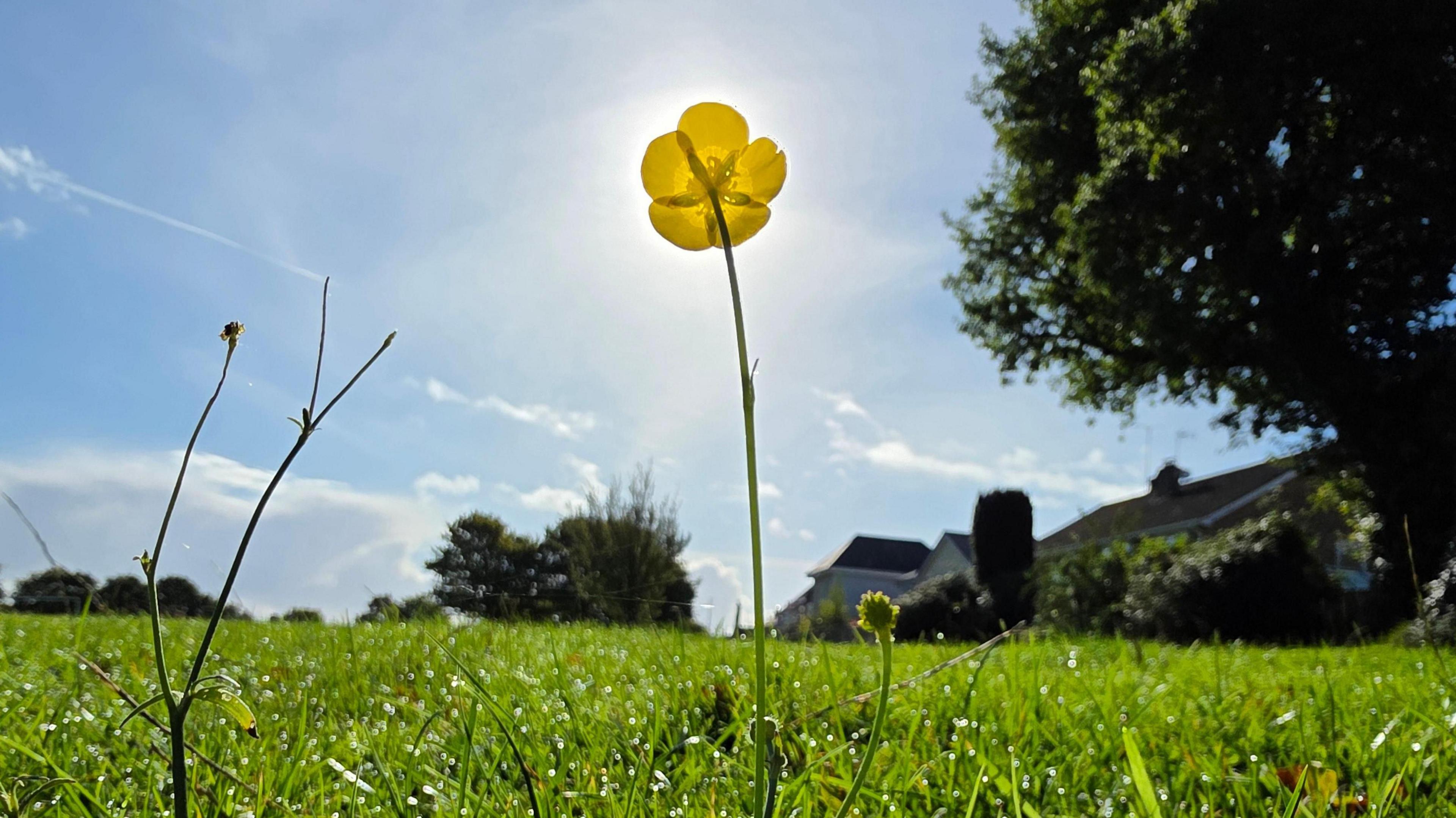 Taken from ground level a single buttercup sits with its flower in front of the sun amid a blue sky with a few wispy white clouds. In the background a few roofs can be seen and a tree.