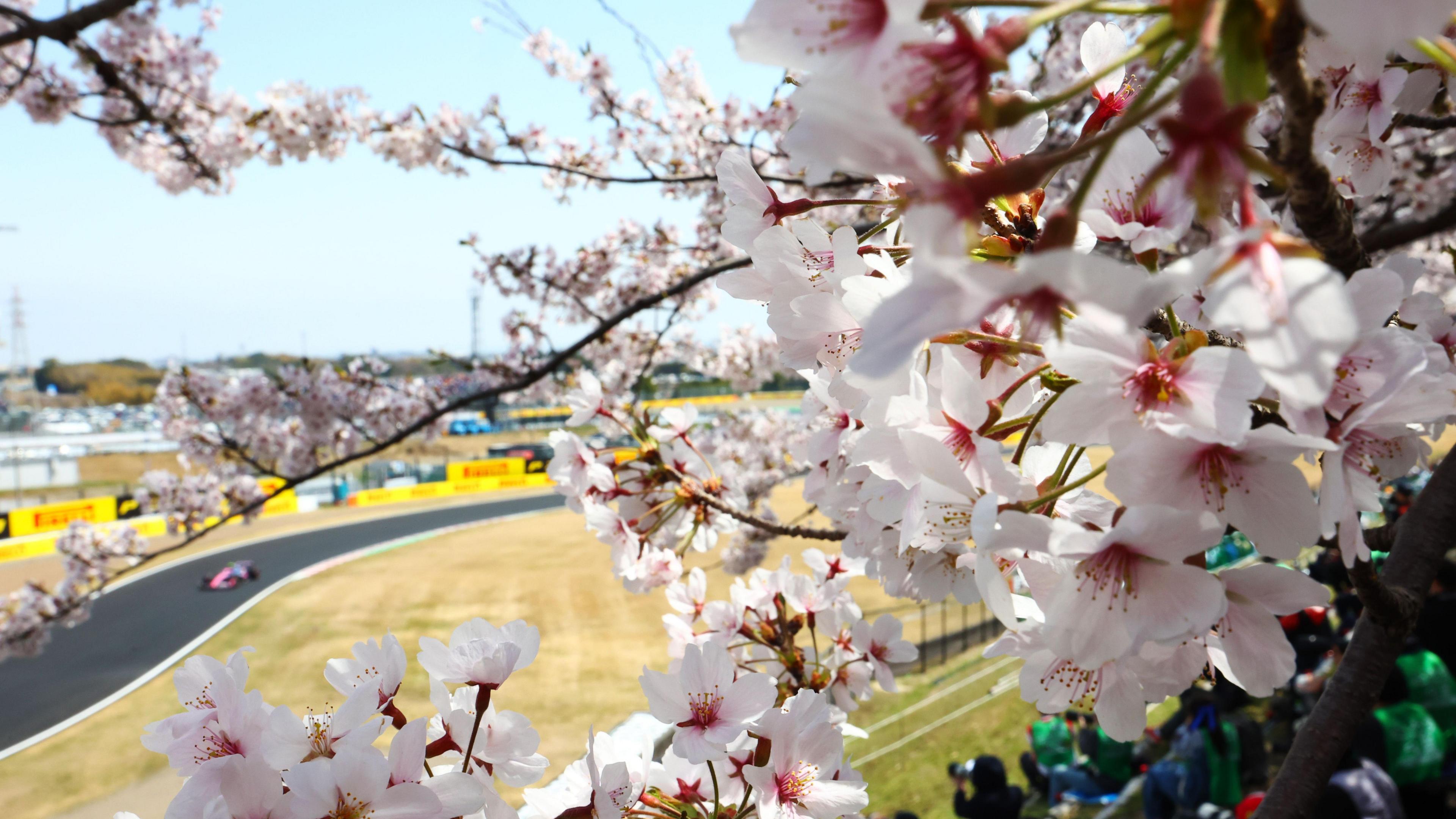 Petals from cherry blossom trees in the foreground with an Alpine visible on track during the 2025 Japanese Grand Prix