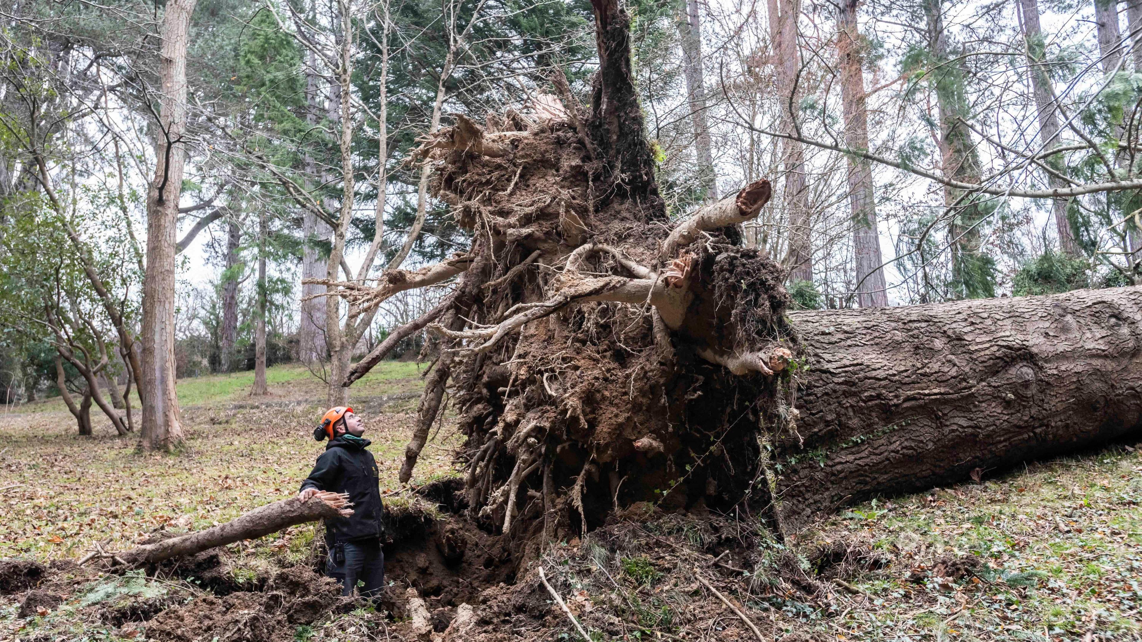 Merlin Townsend, Senior Gardener at Bodnant Garden, with the lost Abies grandis in the Yew Dell in Bodnant Gardens  