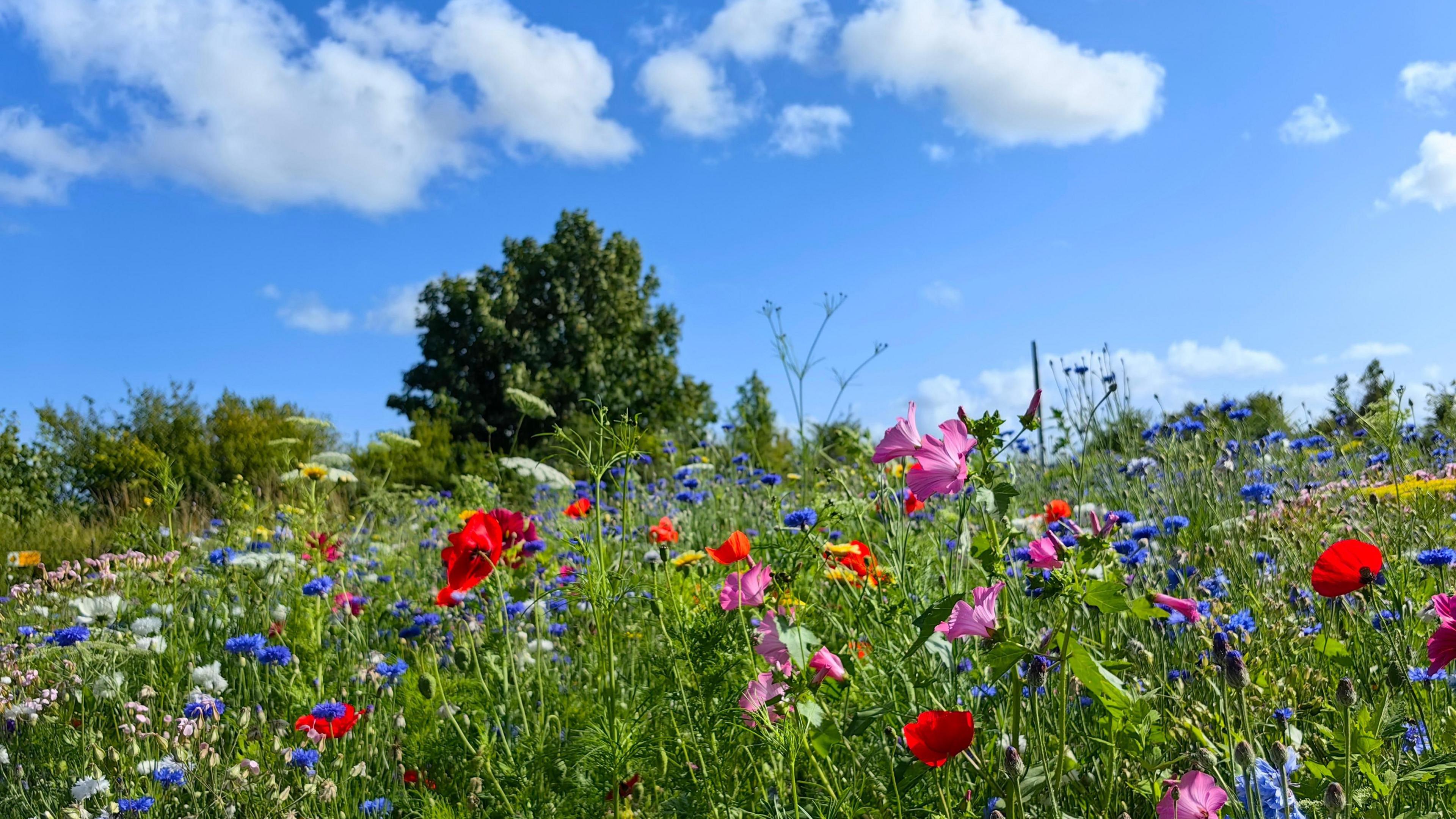 Wildflowers bloom in a meadow in Penarth underneath blue skies