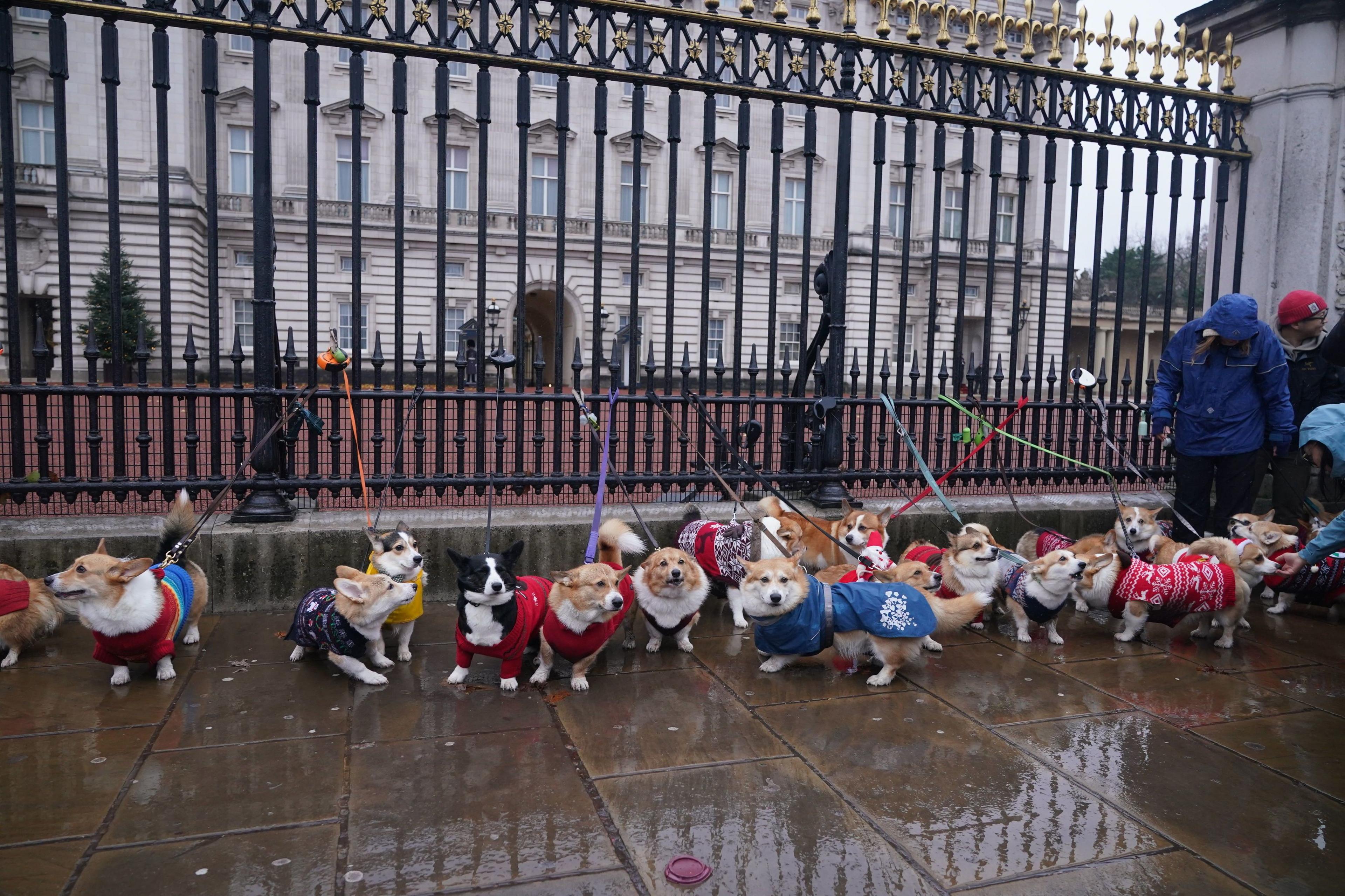 At least 16 corgis line up outside Buckingham Palace wearing their festive jumpers. Their leads are tied to the black railings and they are all standing in line outside the palace.