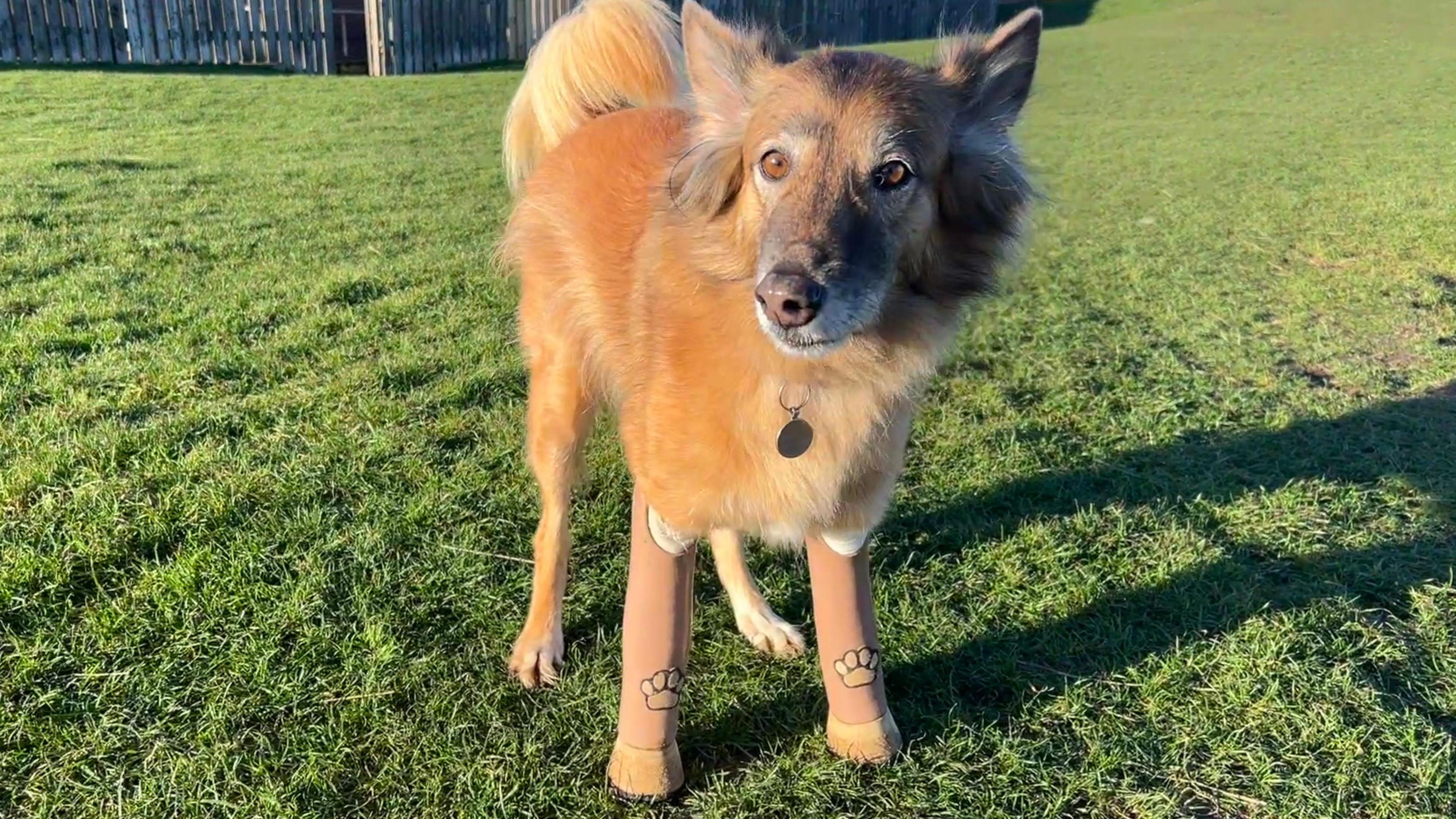 Cola a light brown collie-like dog stands with his two brown prosthetic front legs