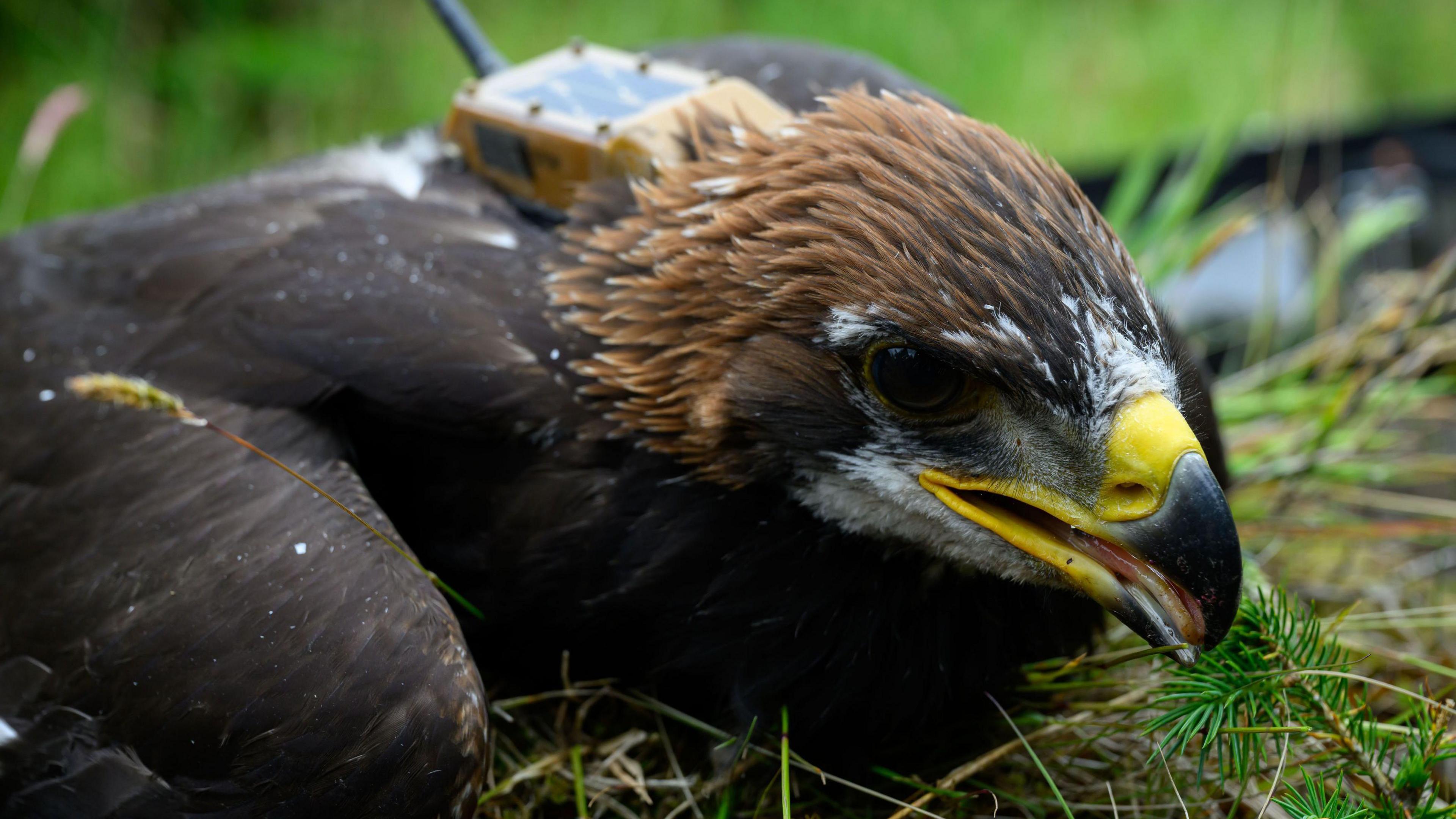 Golden Eagle eaglet
