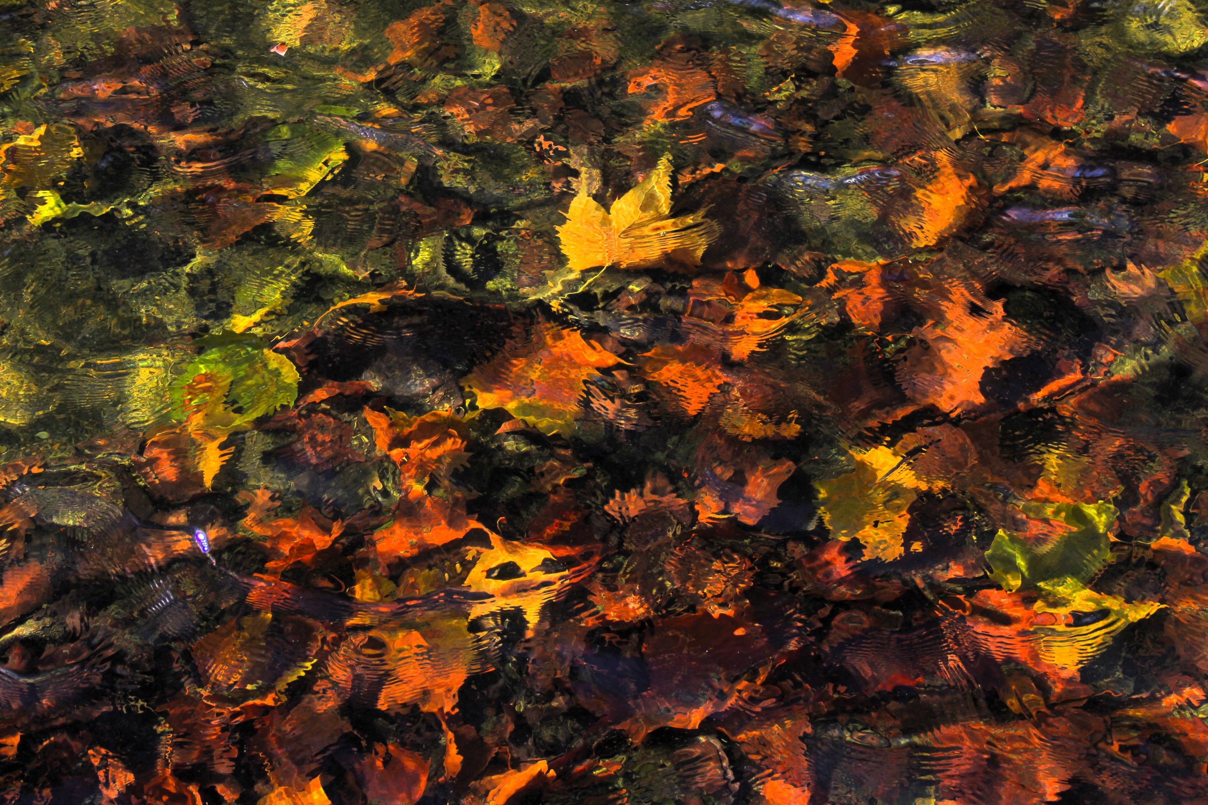 Autumn leaves in water