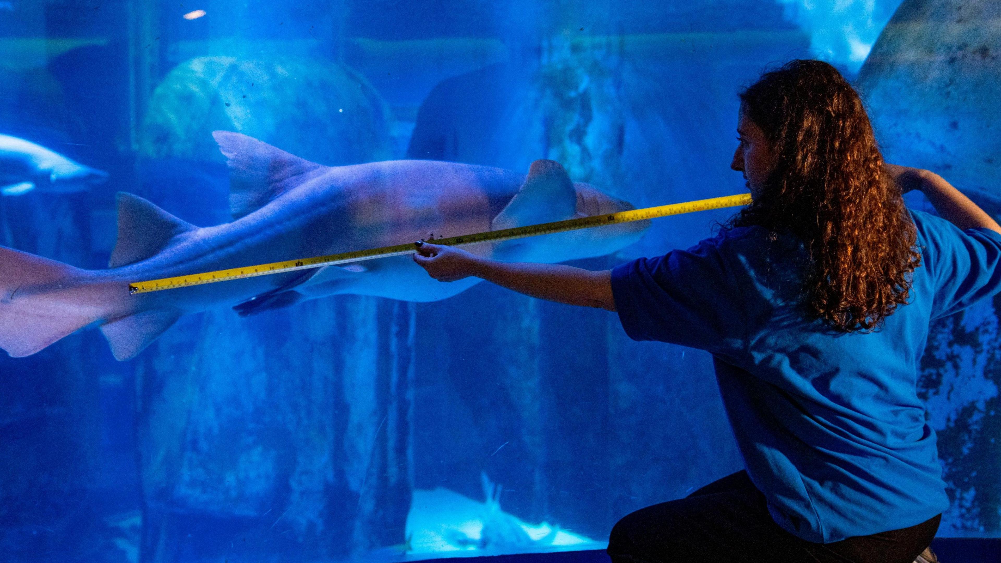 A lady with long, brown, curly hair holding measuring tape whilst a shark swims past her in its tank.