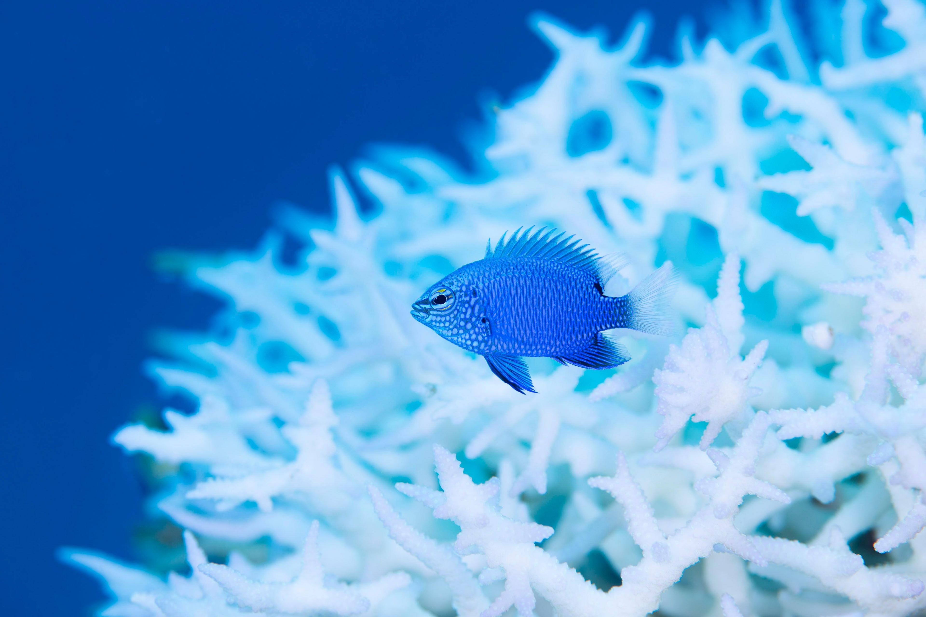 A blue fish against a white coral