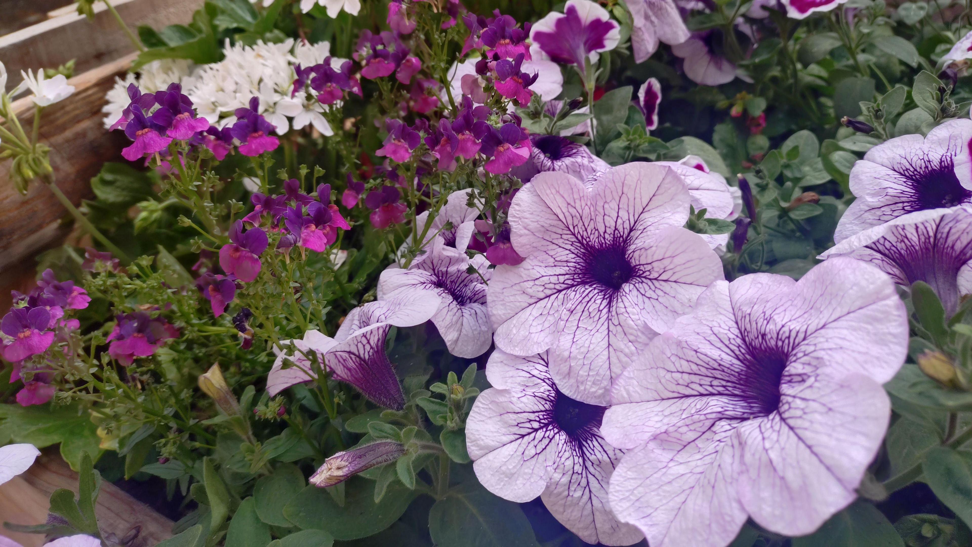 A selection of large purple flowers in a planter with smaller white and pink flowers in the background.
