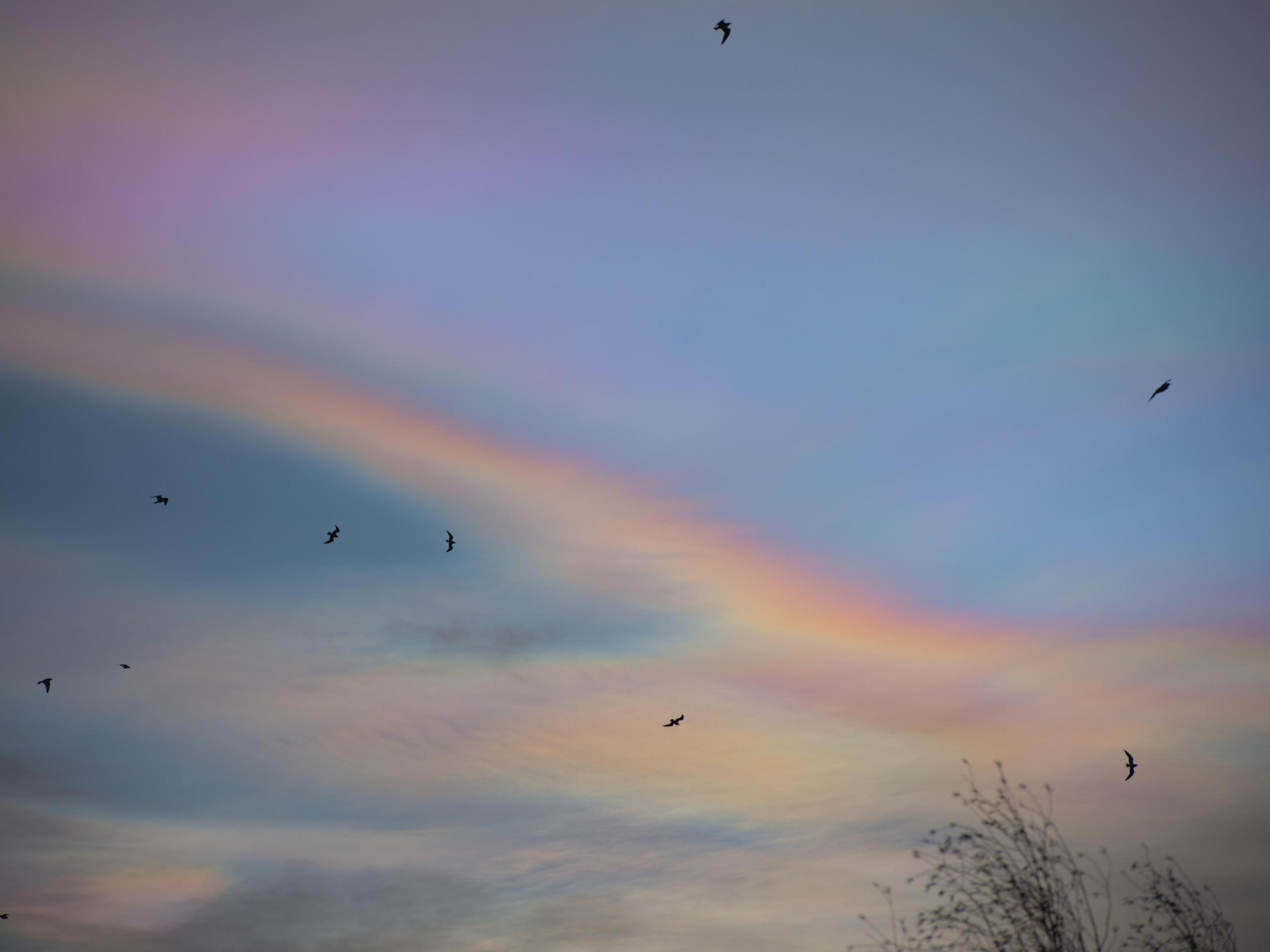 Nacreous cloud seen over Harrogate