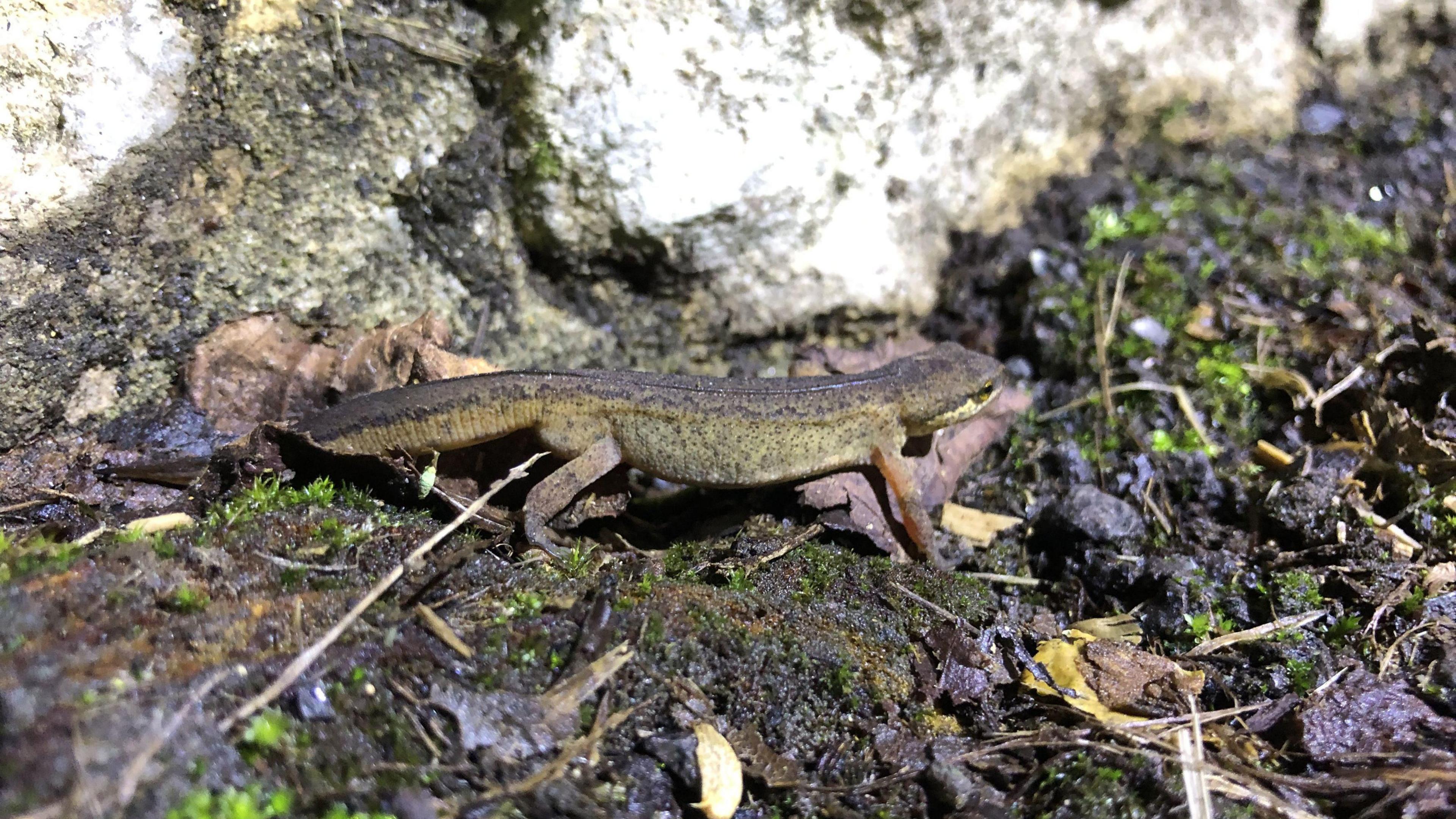 Newt during the 2024 toad patrol in Charlcombe, near Bath