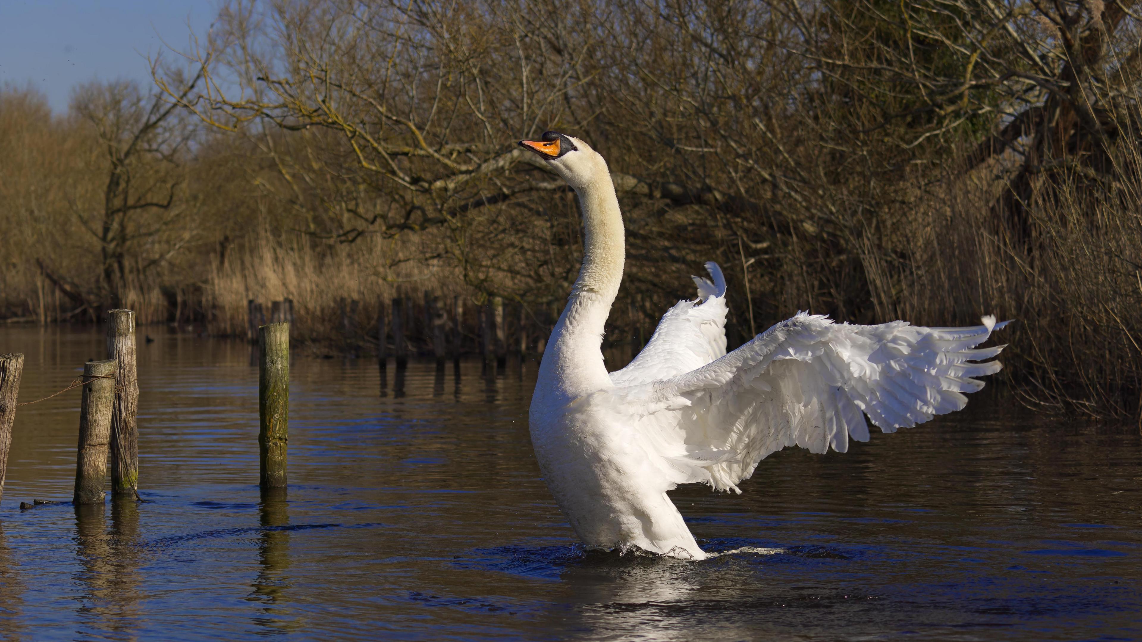 A swan with stretched our wings looking like it is just about to take off from a river. Wooden posts are popping out of the water with bare tree branches in the background.