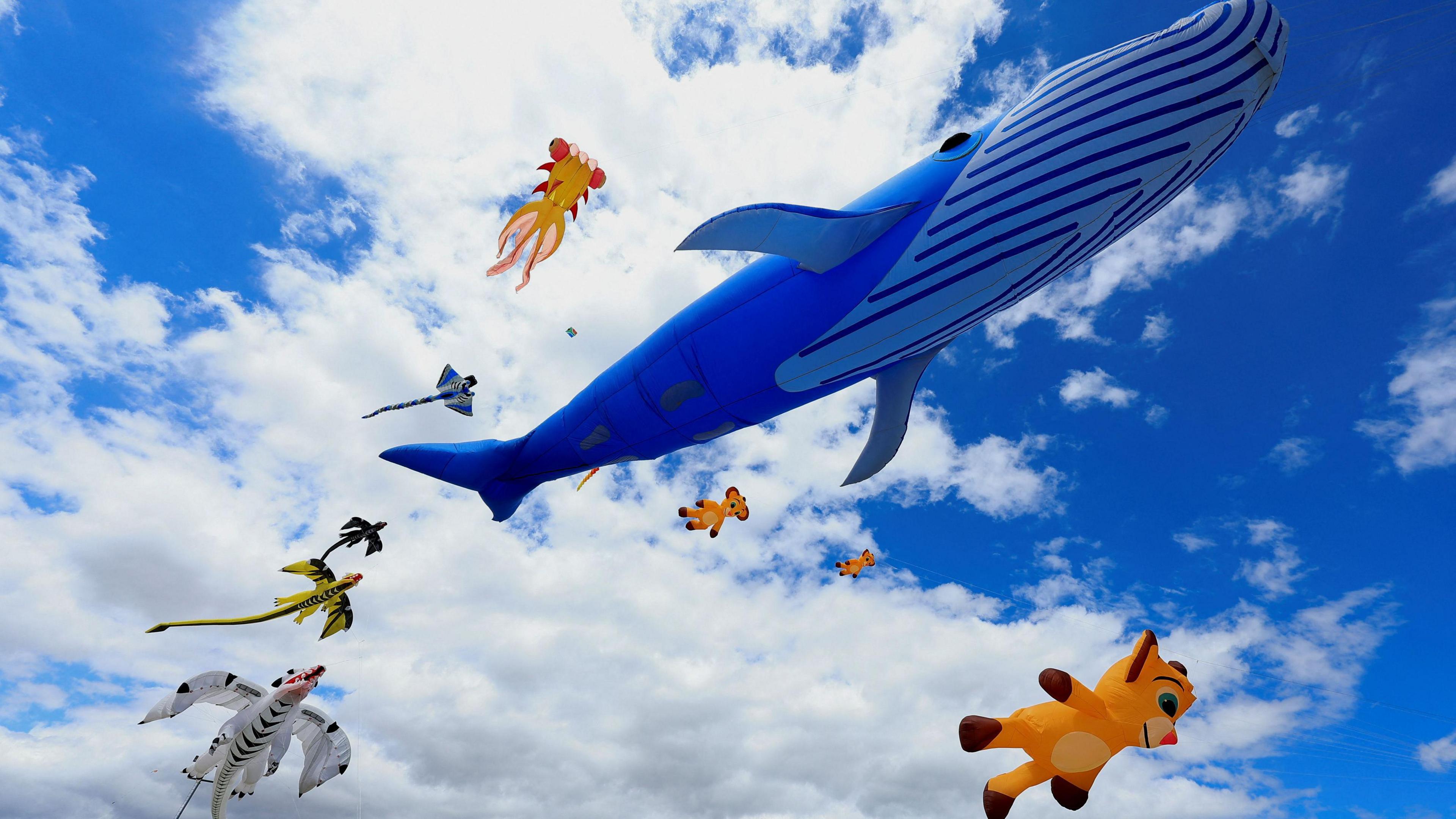 Kites that look like a baby lion, giant blue whale and various bird species are seen in the sky