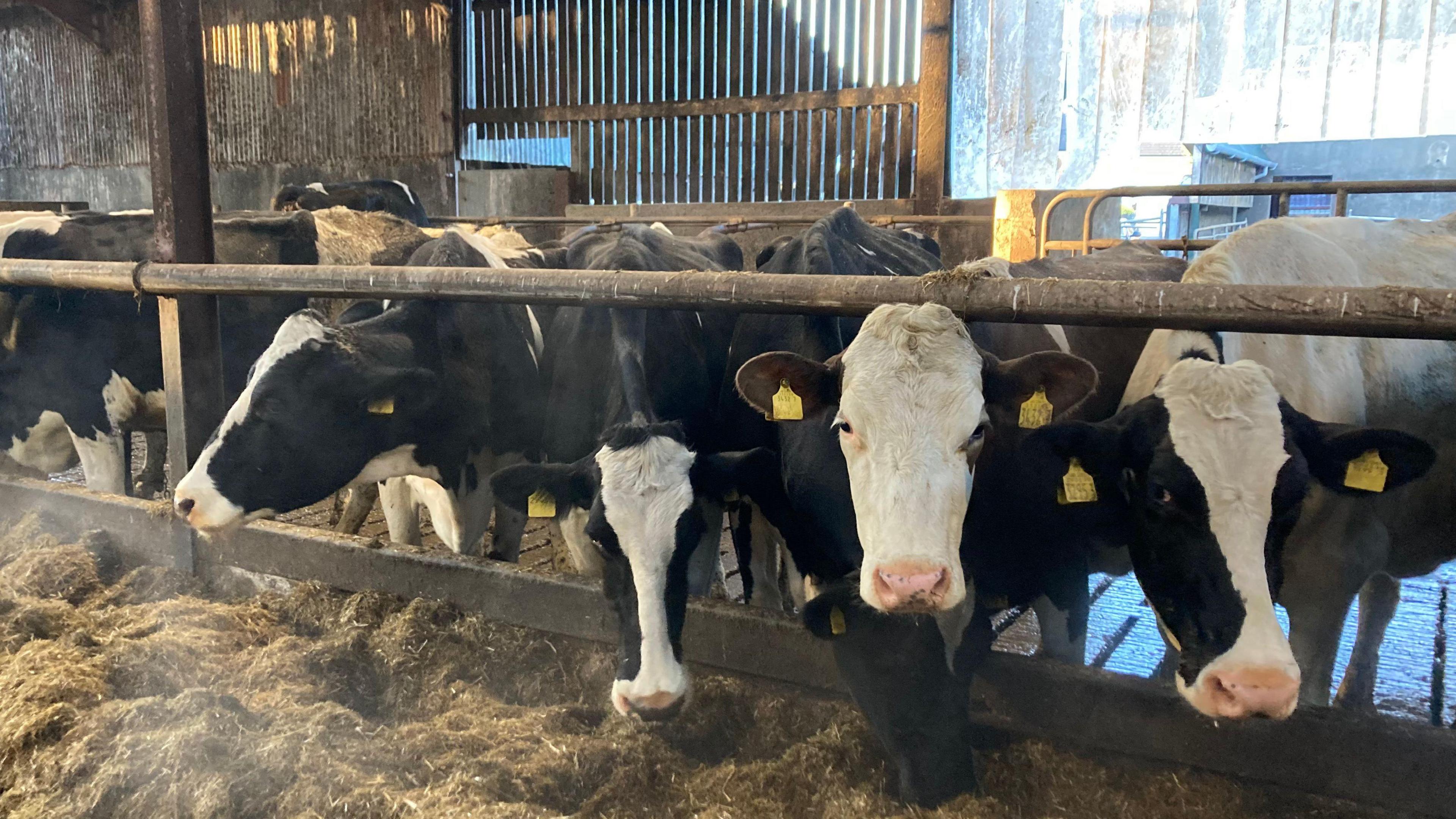 Five black and white cows eat golden hay. They have yellow tags on both ears.