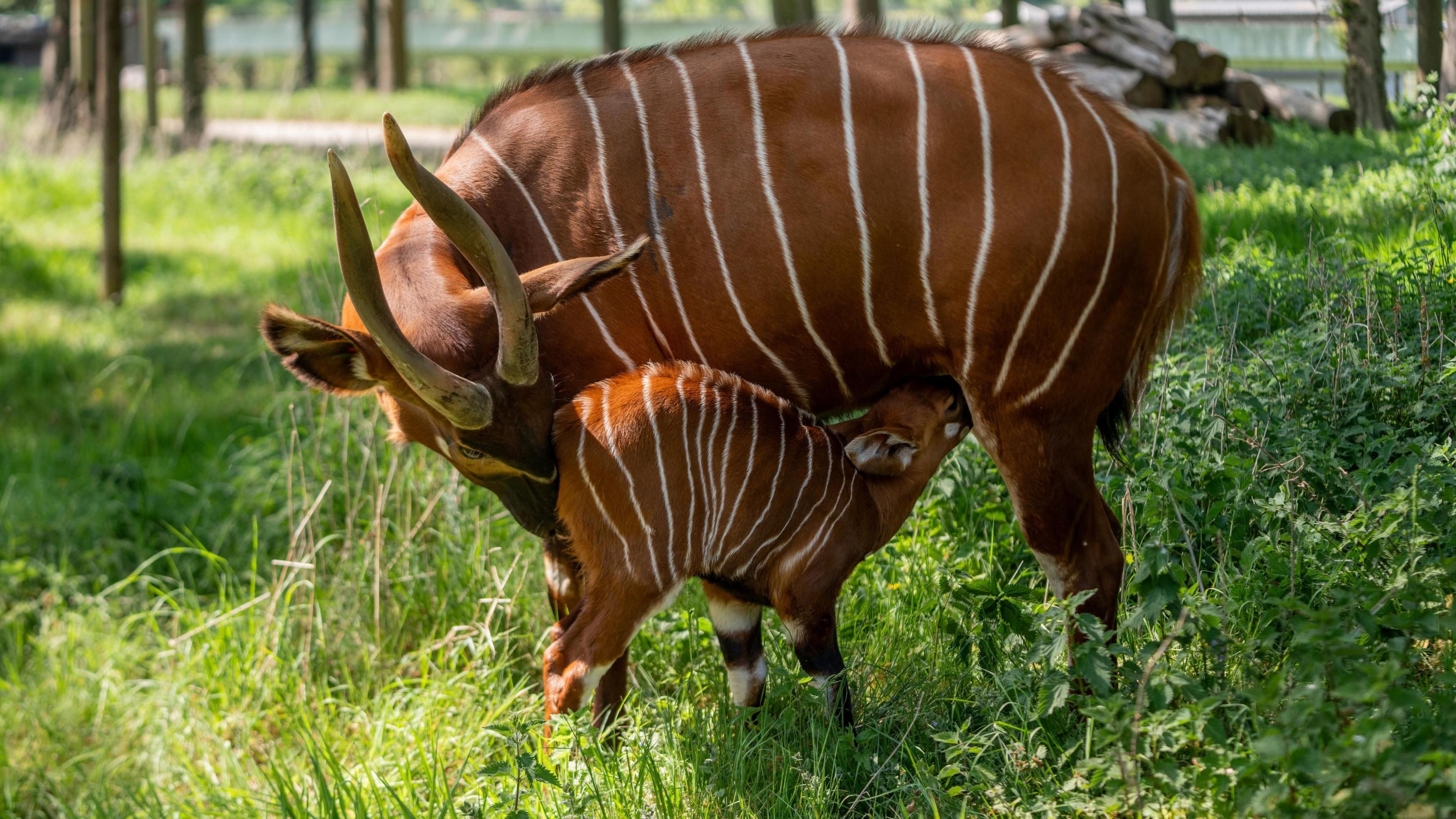 A critically endangered Eastern mountain bongo calf is suckling from mother Odongo. They are stood on grass with some small trees out of focus behind them.