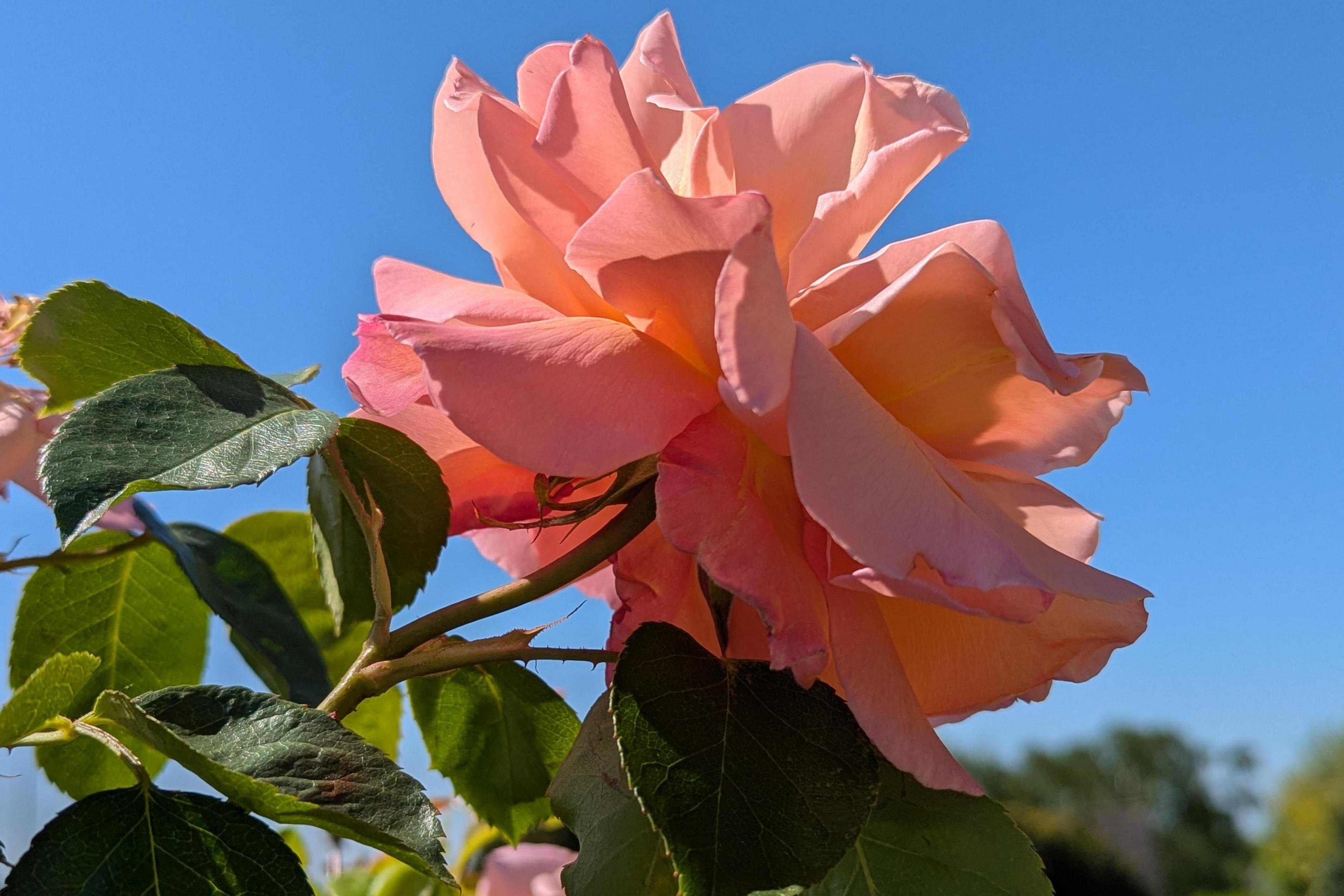 The side of a single rose in full bloom. The pink petals of the rose are spread out against a blue sky. The rose is on a green stalk with green leaves coming off it.