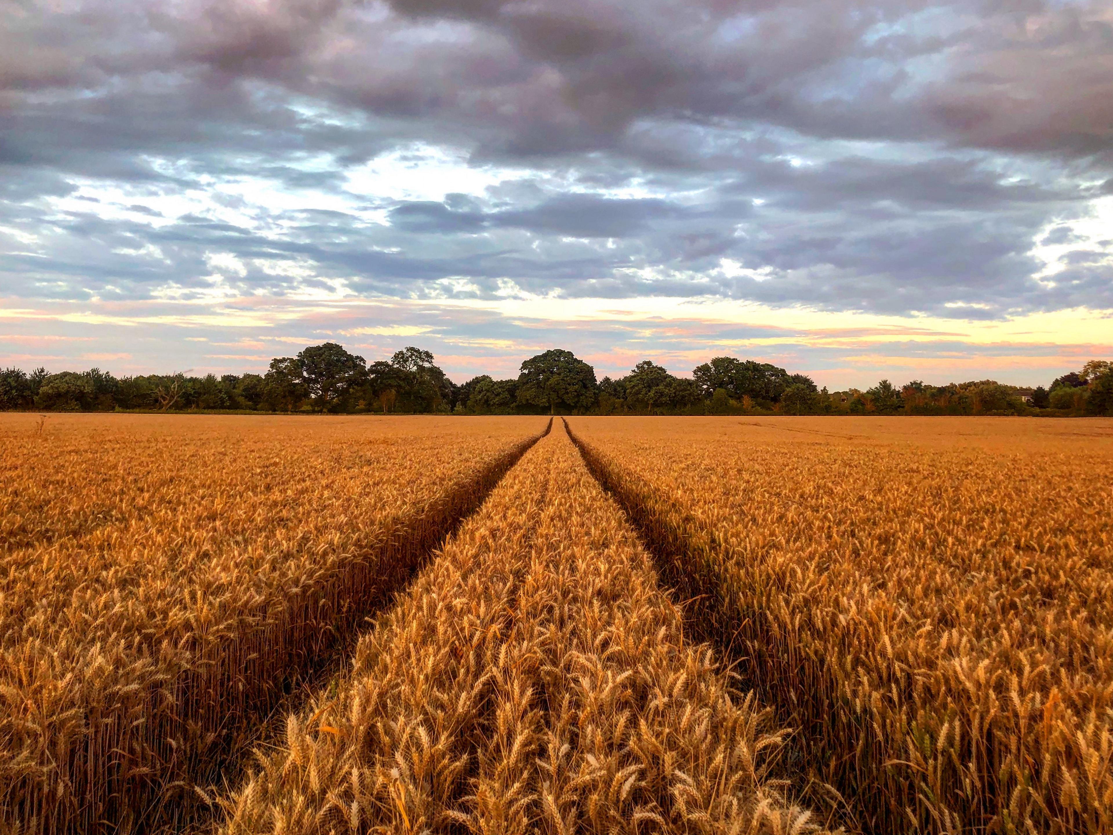 It's almost harvest time for Oxfordshire's fields