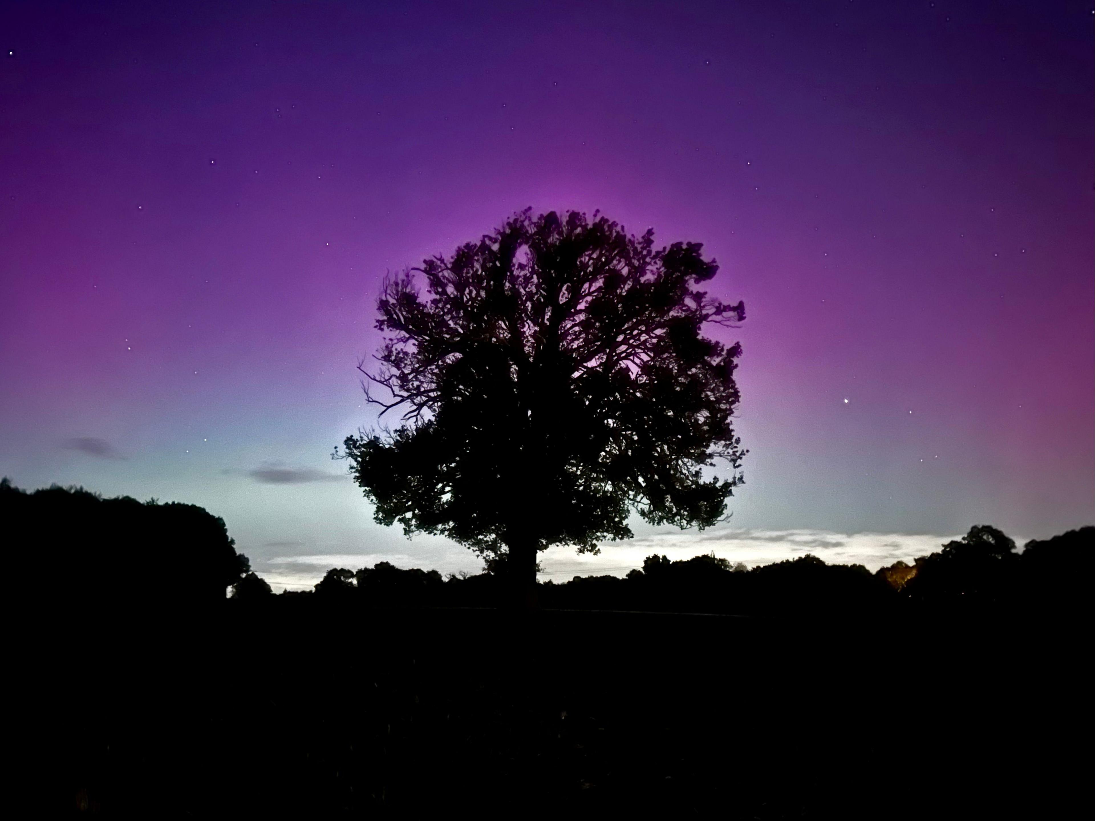 A silhouette of tree against a sky coloured in shades of purple and blue in Buckinghamshire