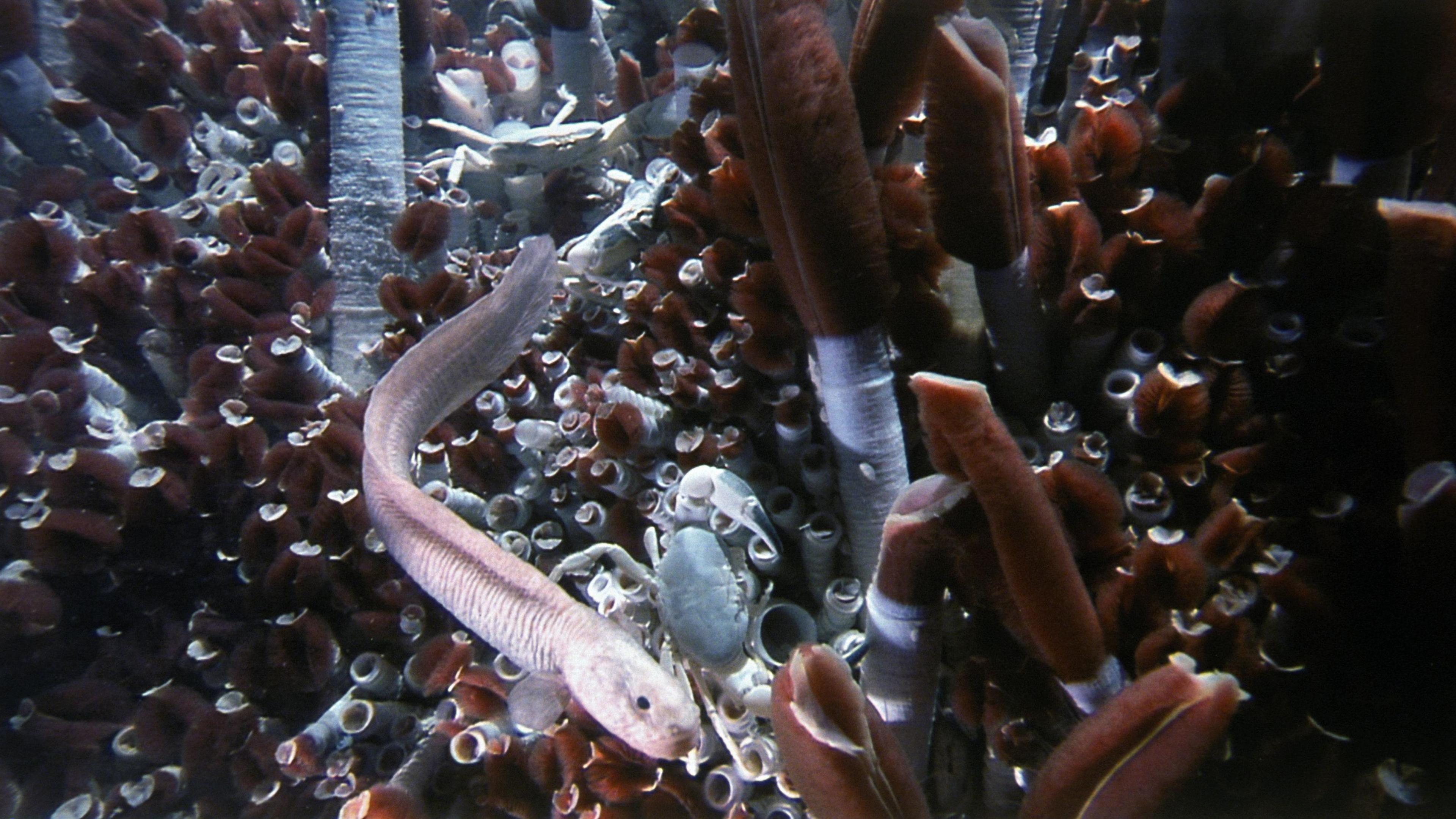 White tube shaped organisms with red tops grow in harsh environments on the seabed. 