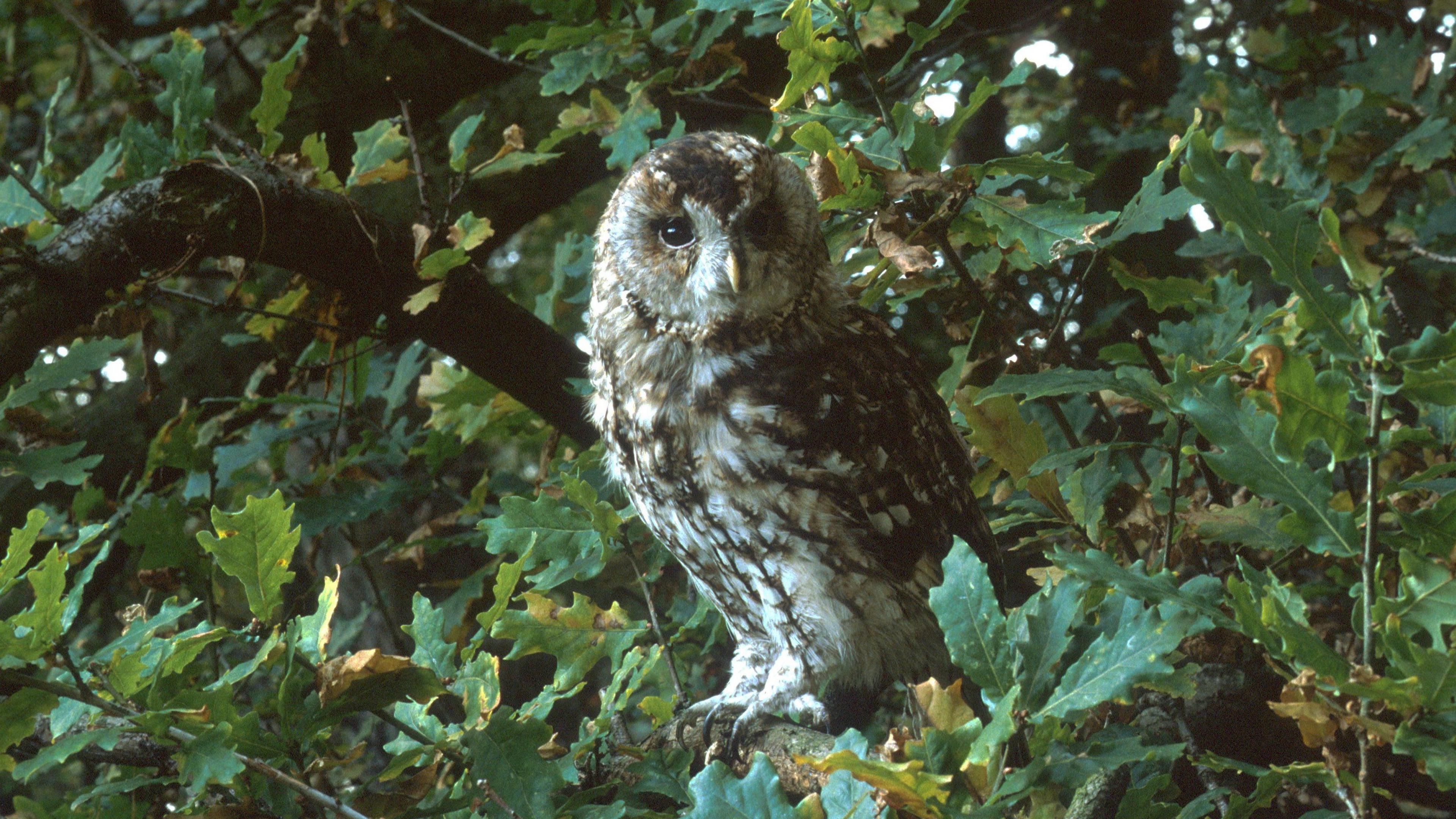 Tawny owl