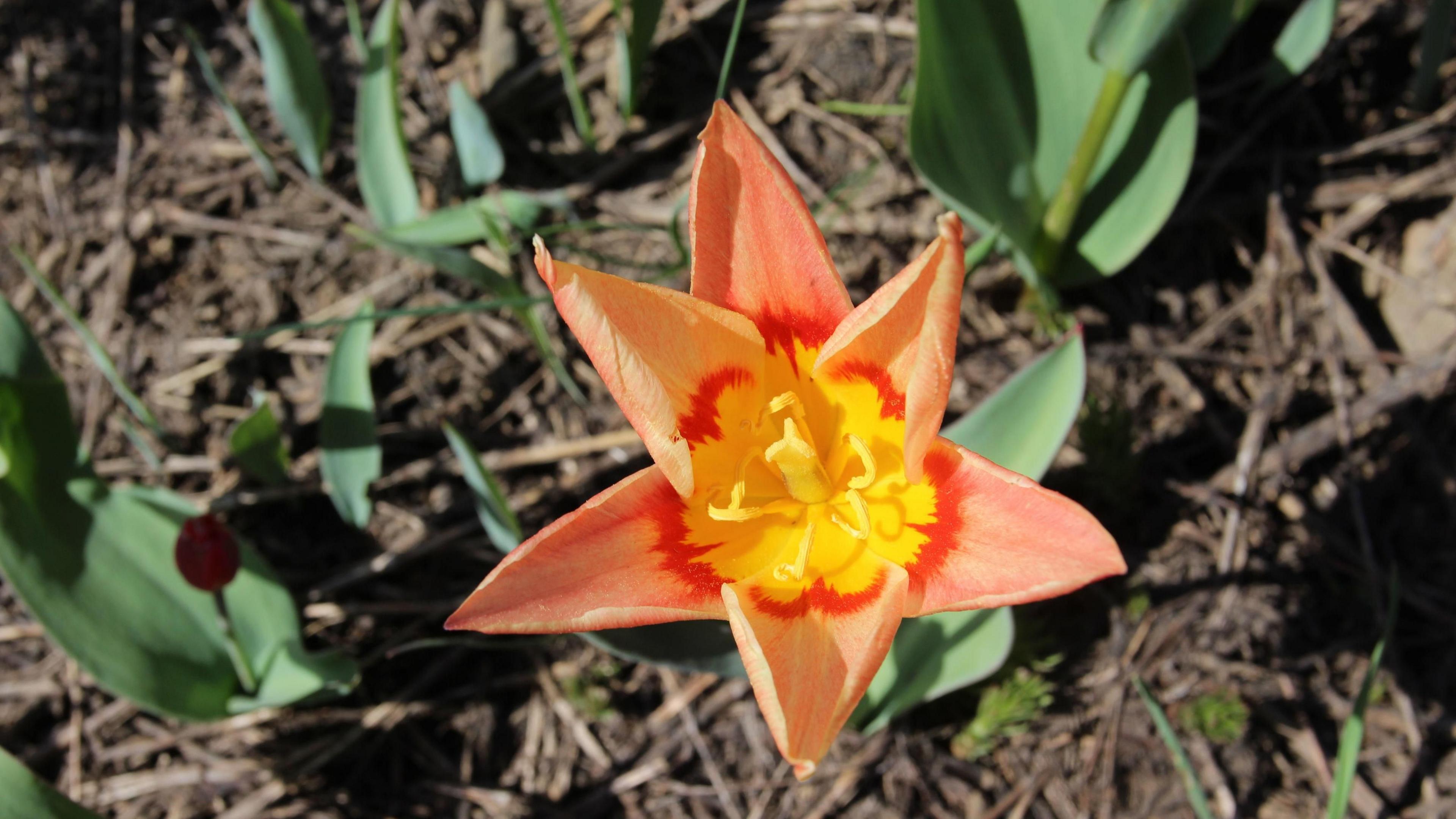 A yellow and orange wild tulip with six orange petals and long pale green leaves stands in a field with other flowers. 
