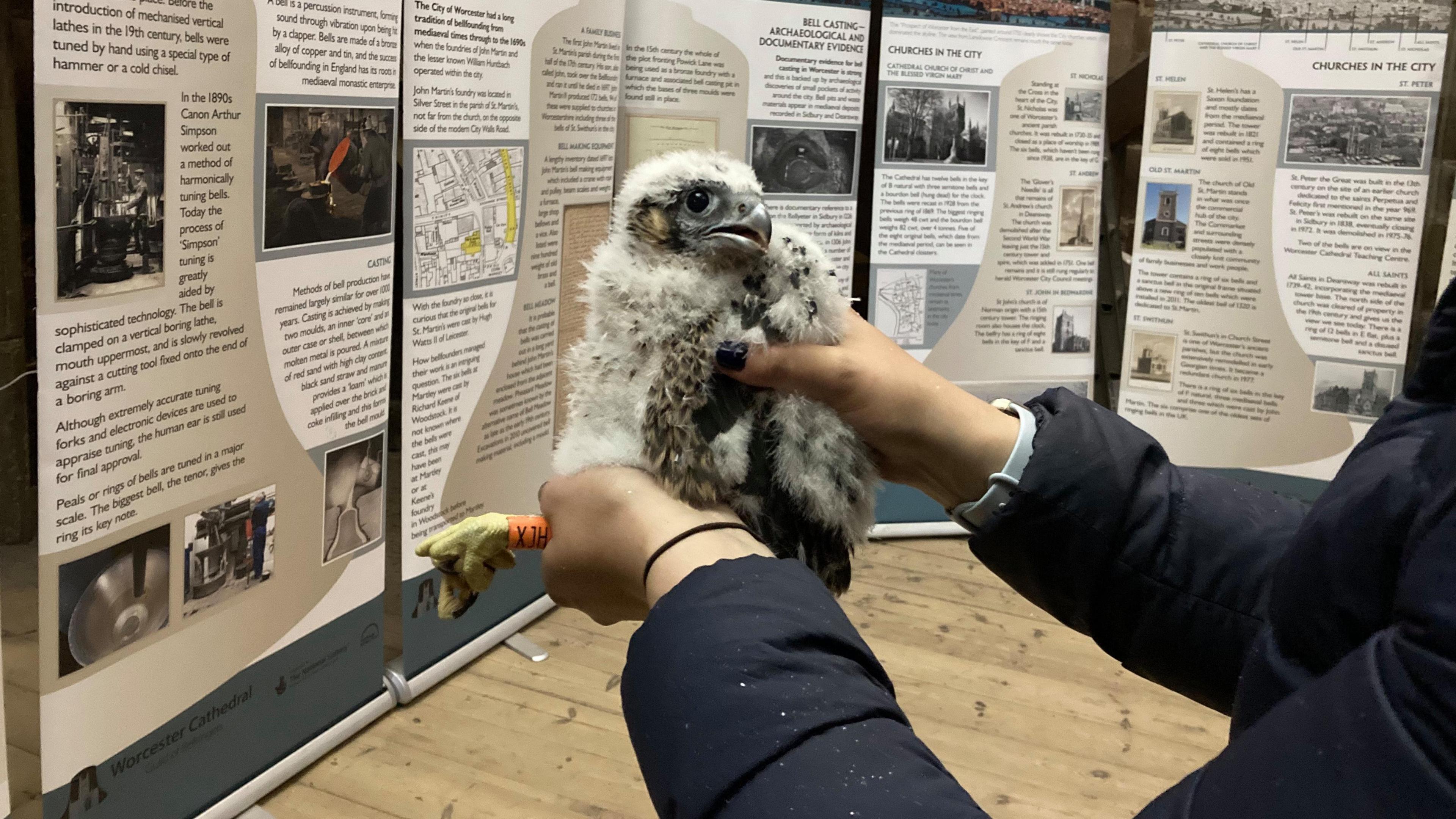 A tagged peregrine chick