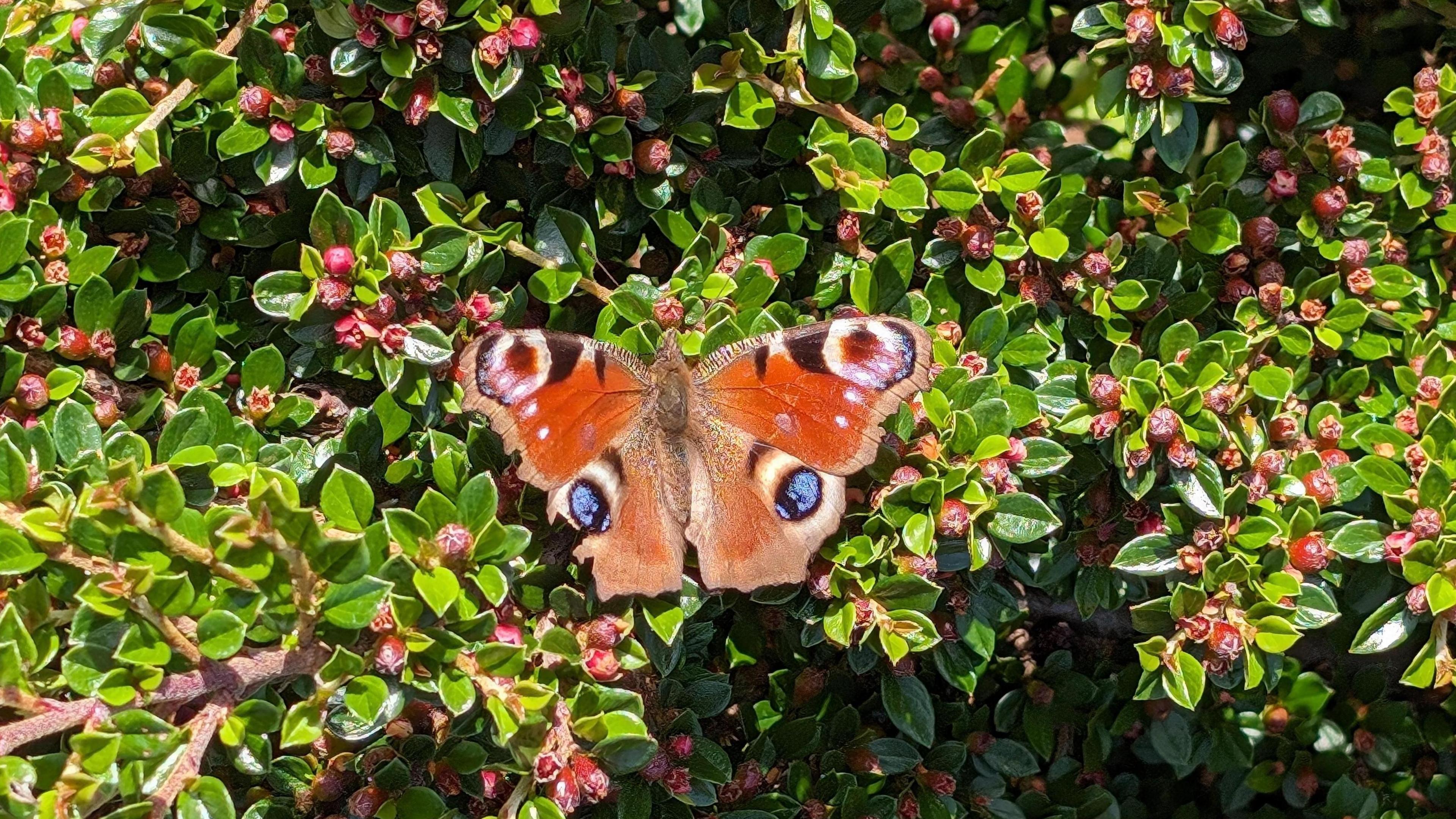 A peacock butterfly captured in Oxford by Weather Watcher Lucie Johnson