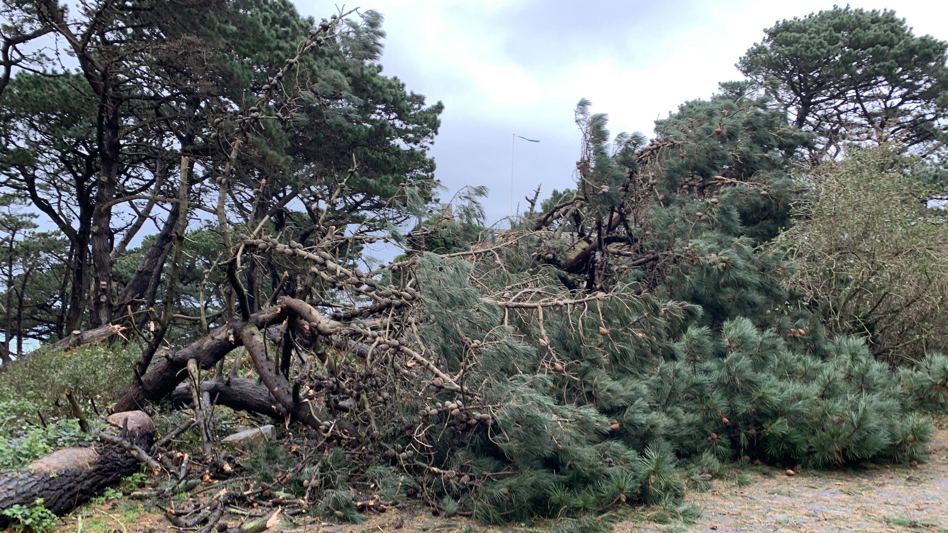 A fallen tree in the Guet