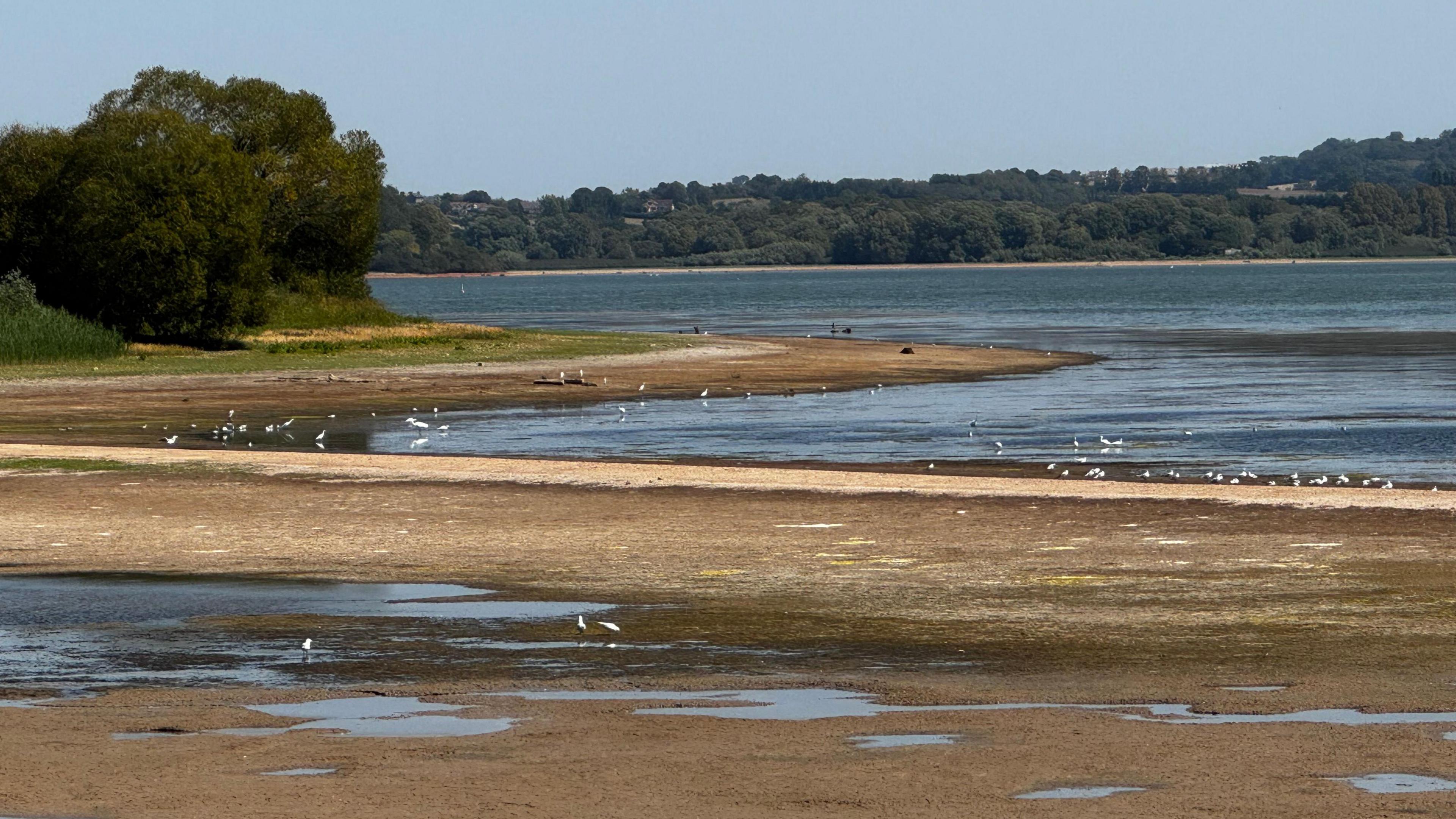 The shallow, brown banks of Chew Valley Lake. Water has receded with wading birds, exposed shoreline and trees all visible.