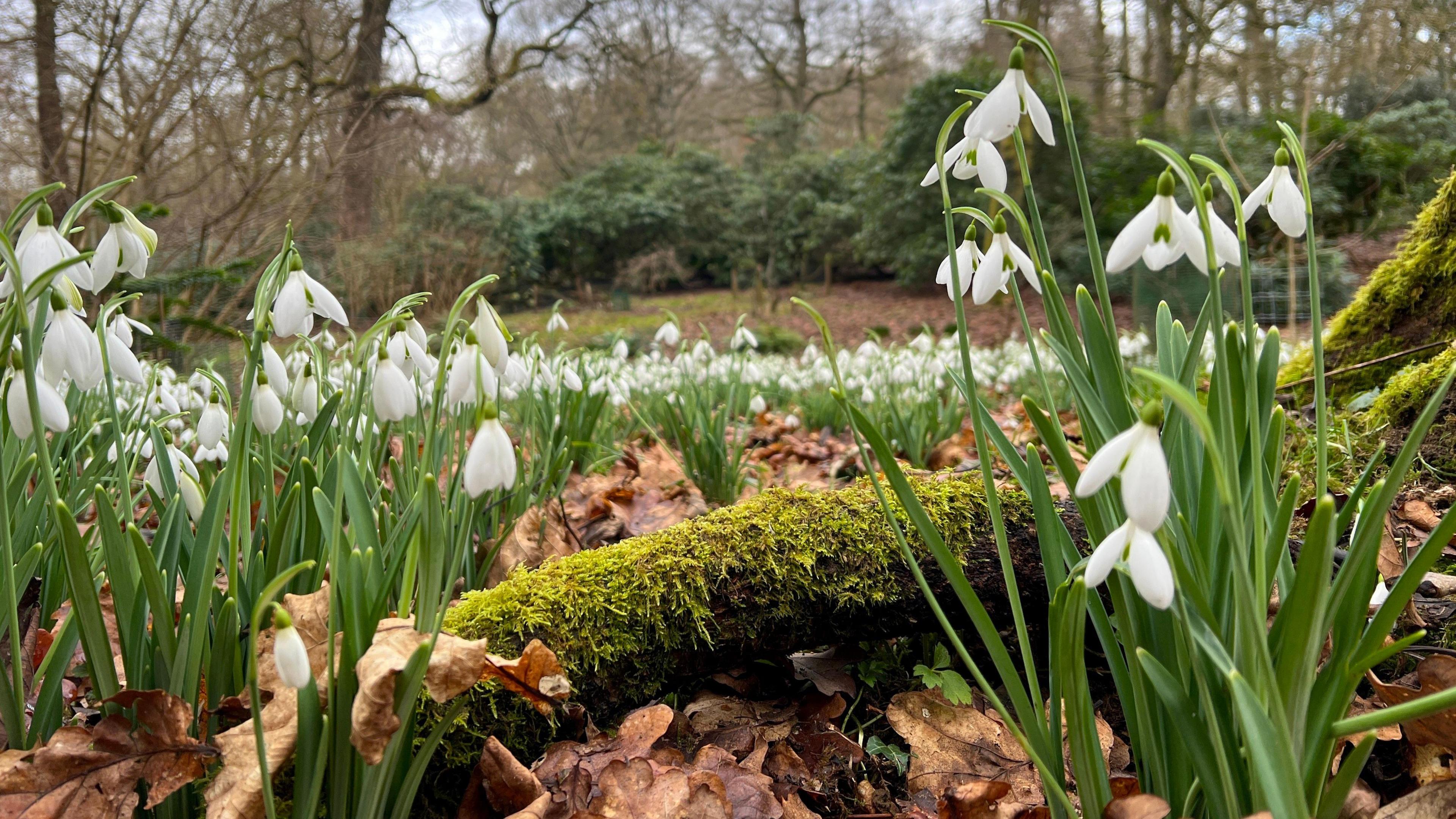 Swathes of white snowdrops surround a moss-coated tree