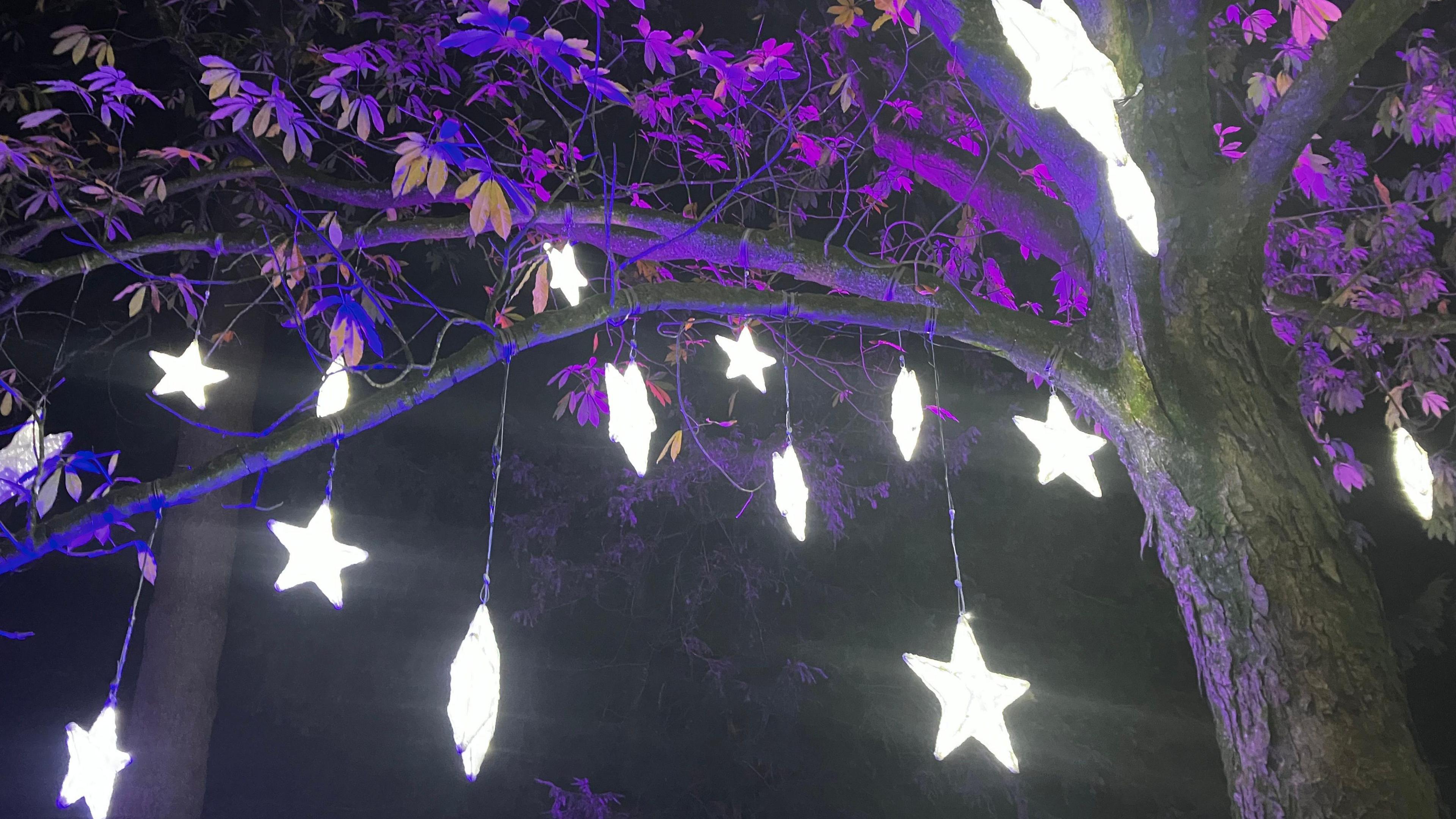 Lit-up star sculptures hang from string from the branch of a tree, which is illuminated purple.