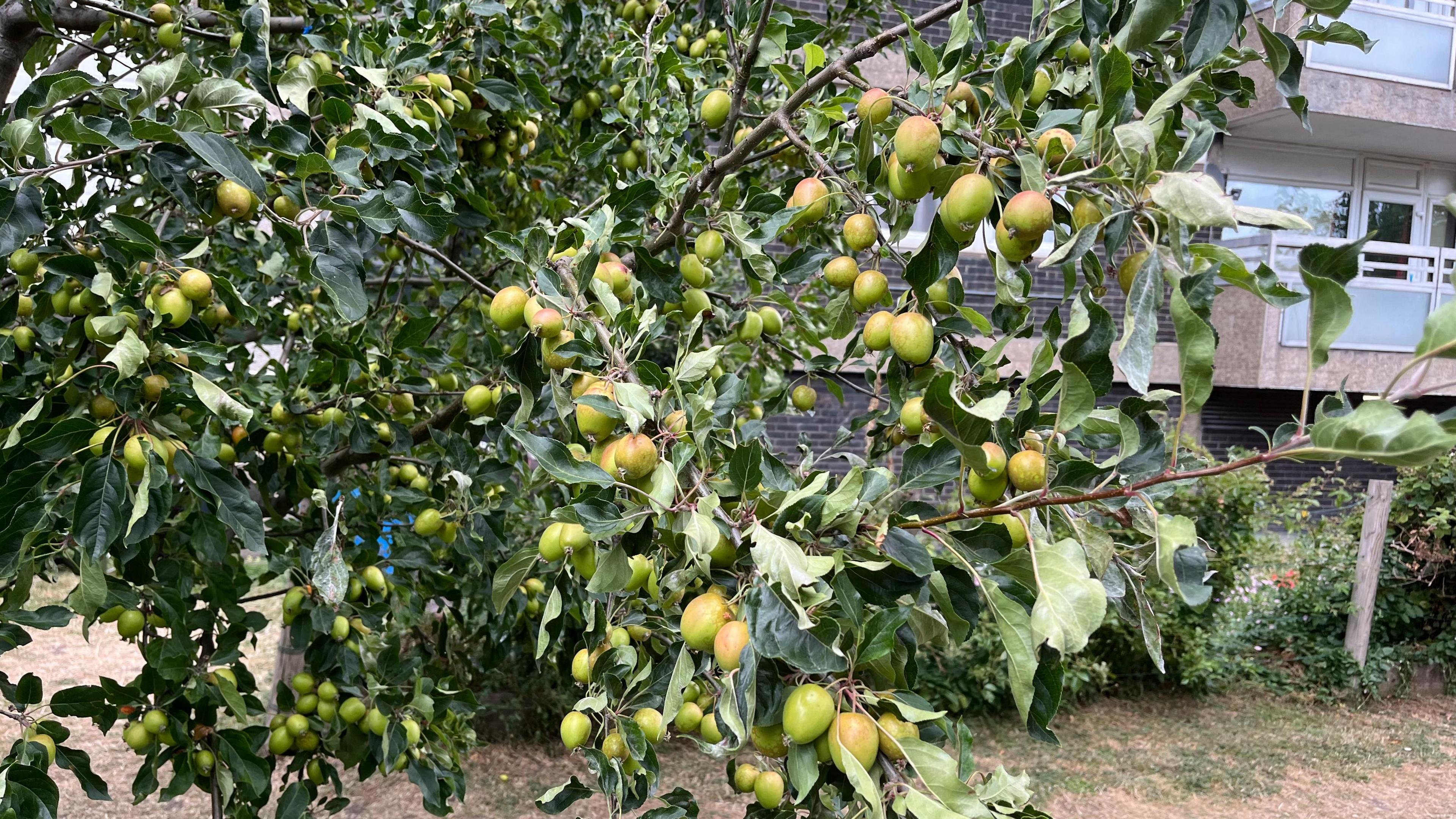 Apples hang on a branch in front of a tower block