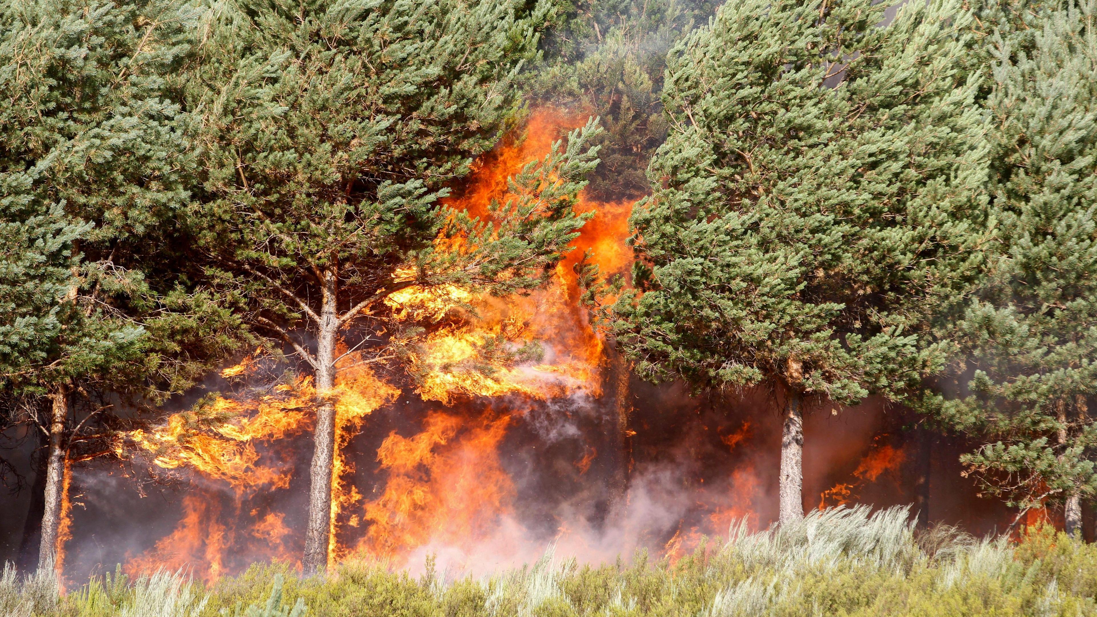 Flames burn a wooded area near the town of Castromil in Zamora province, Spain, 15 August 2025. Green pine trees can be seen quite close up - with the red and yellow flames burning in the middle of them